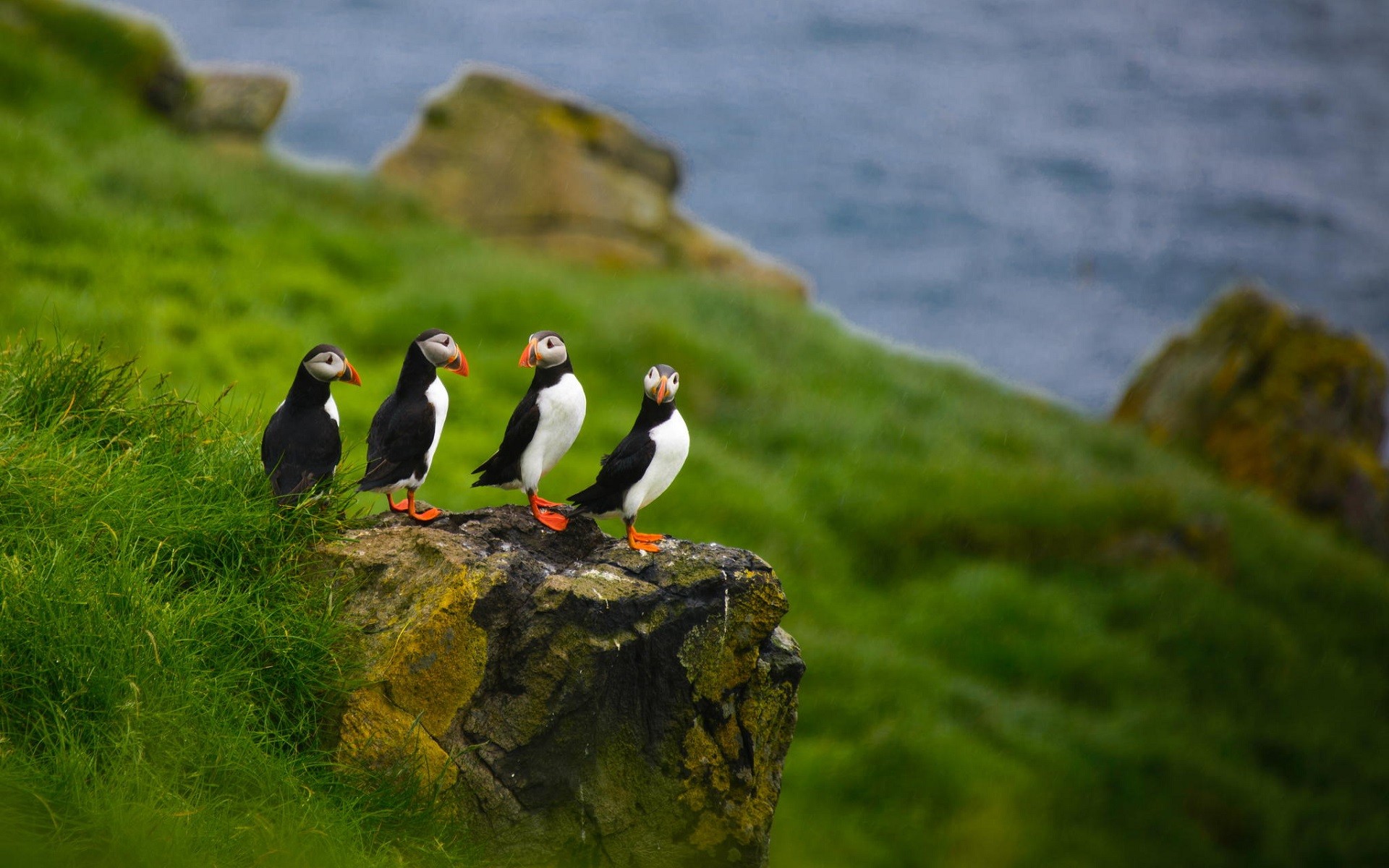 Nature Animals Puffins Depth Of Field Birds Faroe Islands Stone Stones 1920x1200