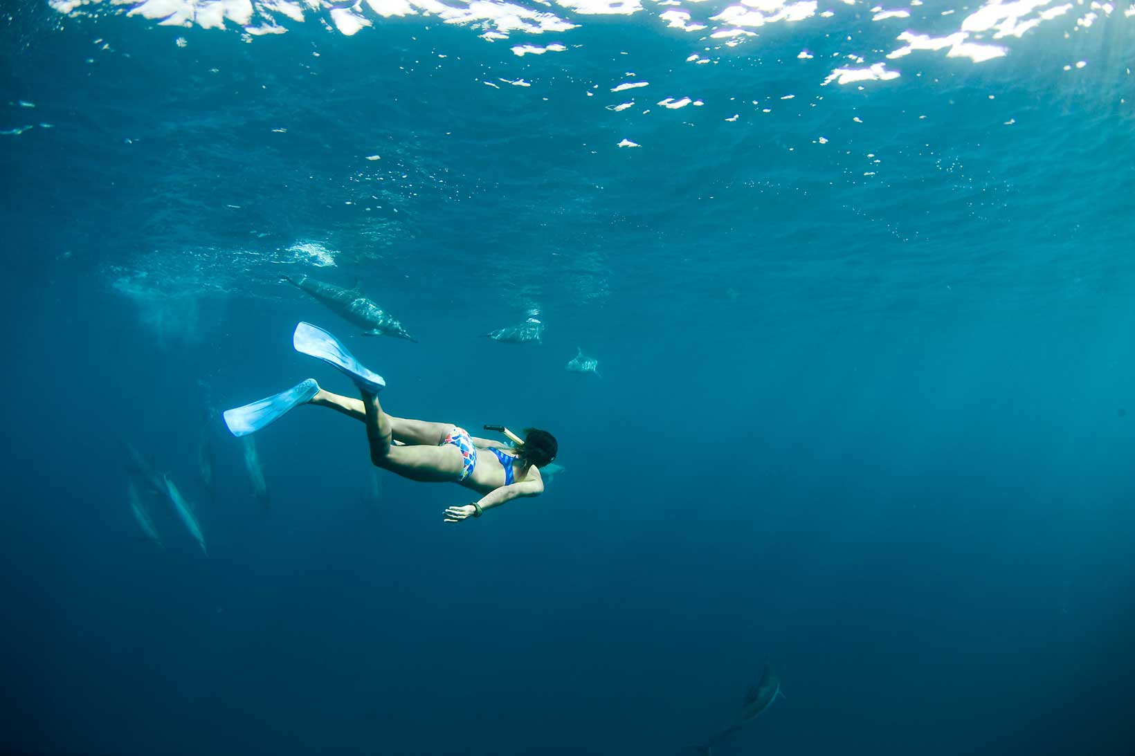 Ocean Girl Diving Dolphin 1640x1093