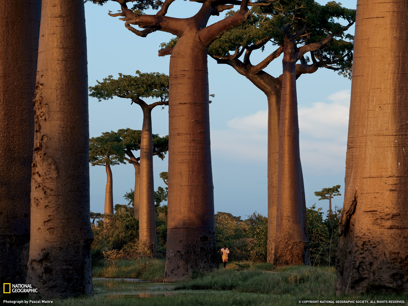 Earth Baobab Tree 1600x1200