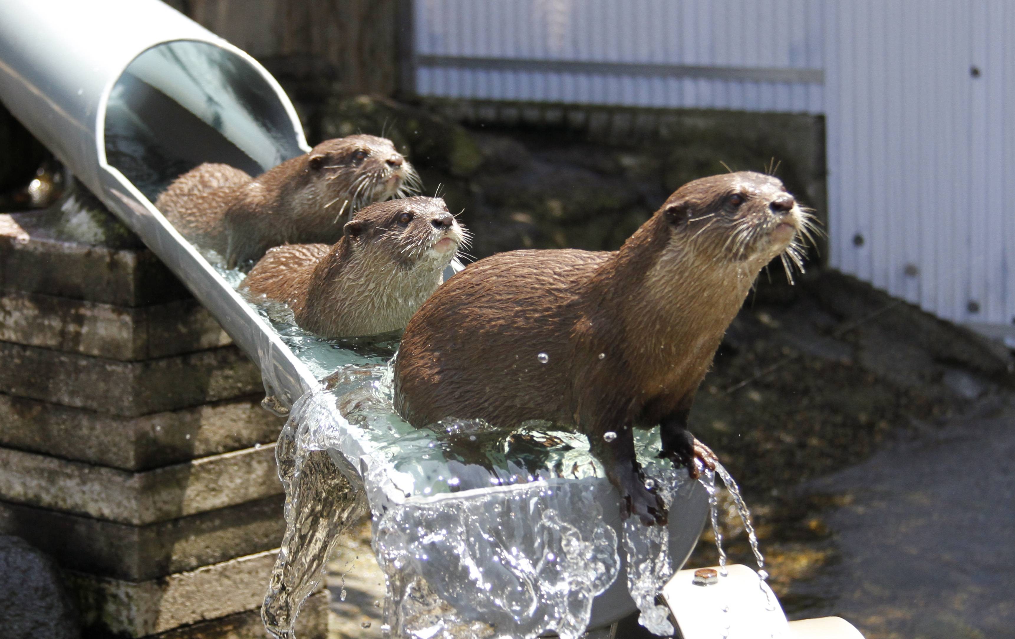 Otters Animals Water Liquid Metal 3444x2169