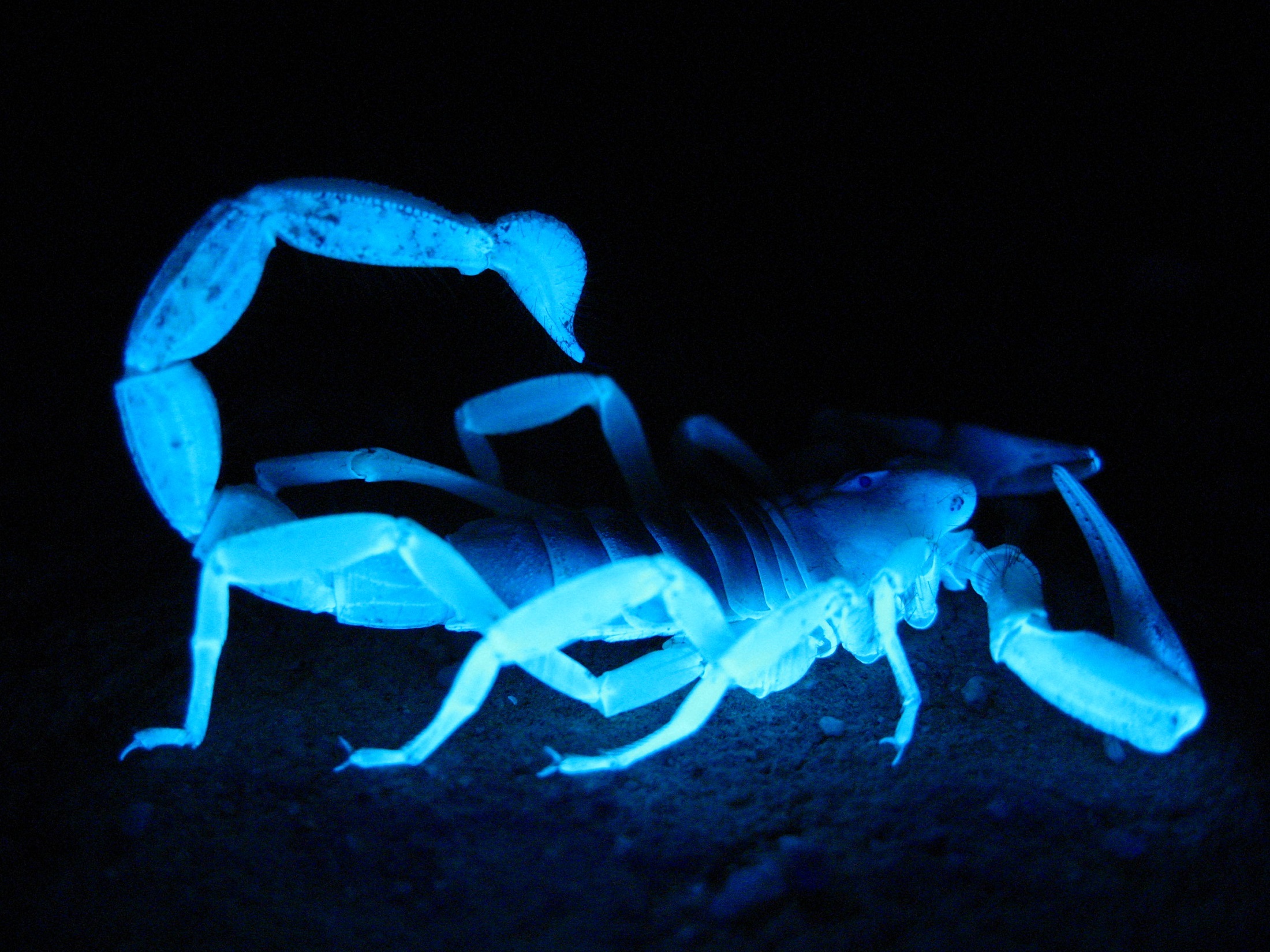 Animal Blue Arachnid Scorpion 2200x1650