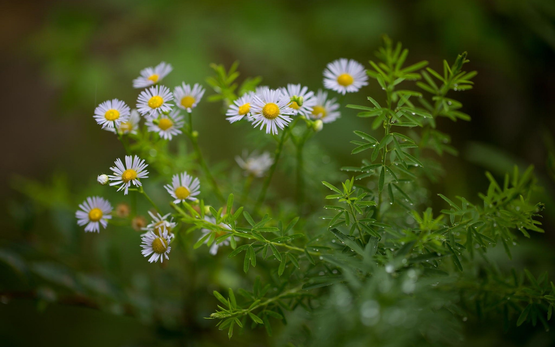 Nature Plants Flowers Daisies Depth Of Field Green Macro Water Drops Matricaria 1920x1200