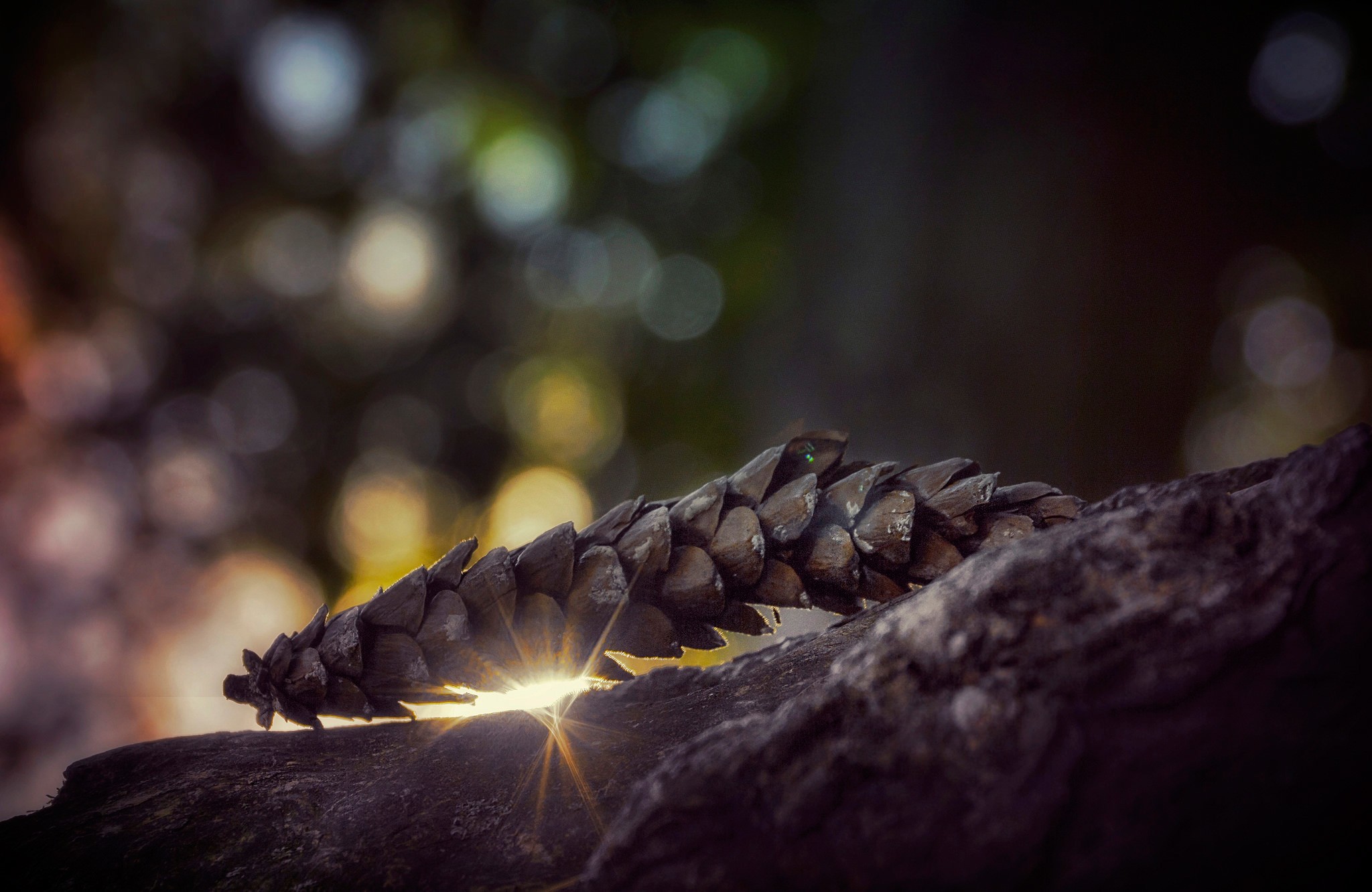 Nature Macro Sunlight Bokeh Pine Cones 2048x1332