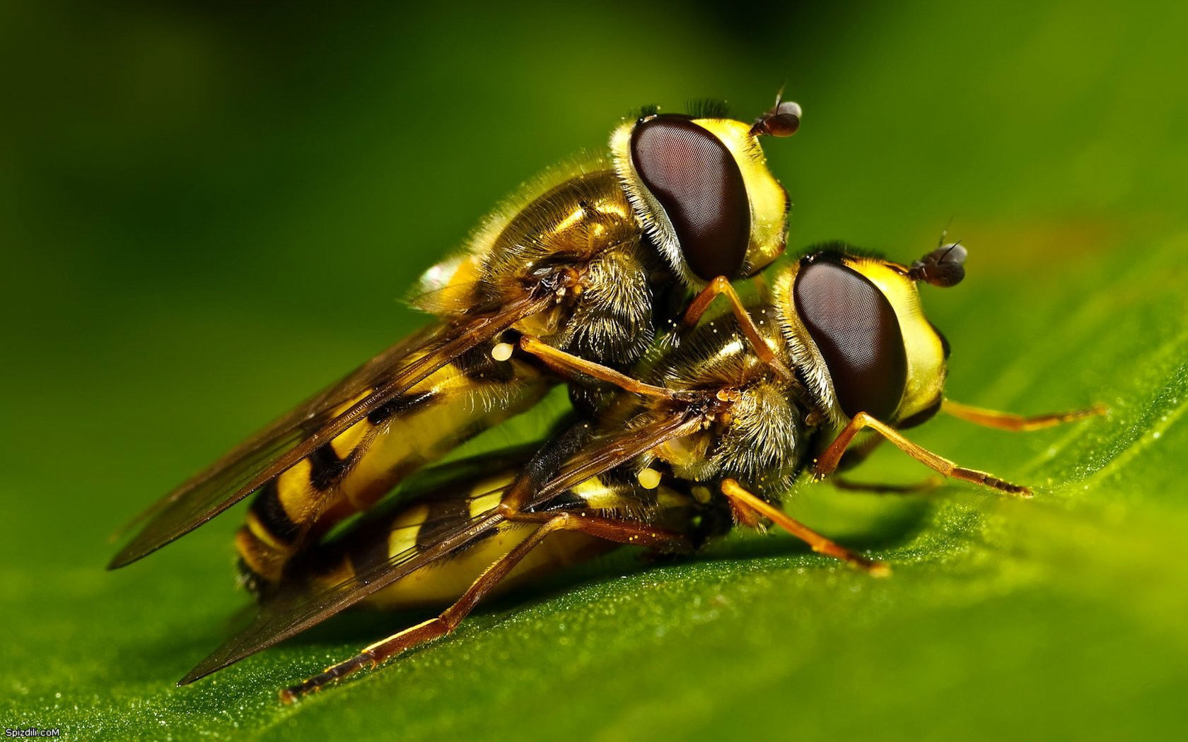 Animal Hoverfly 1680x1050