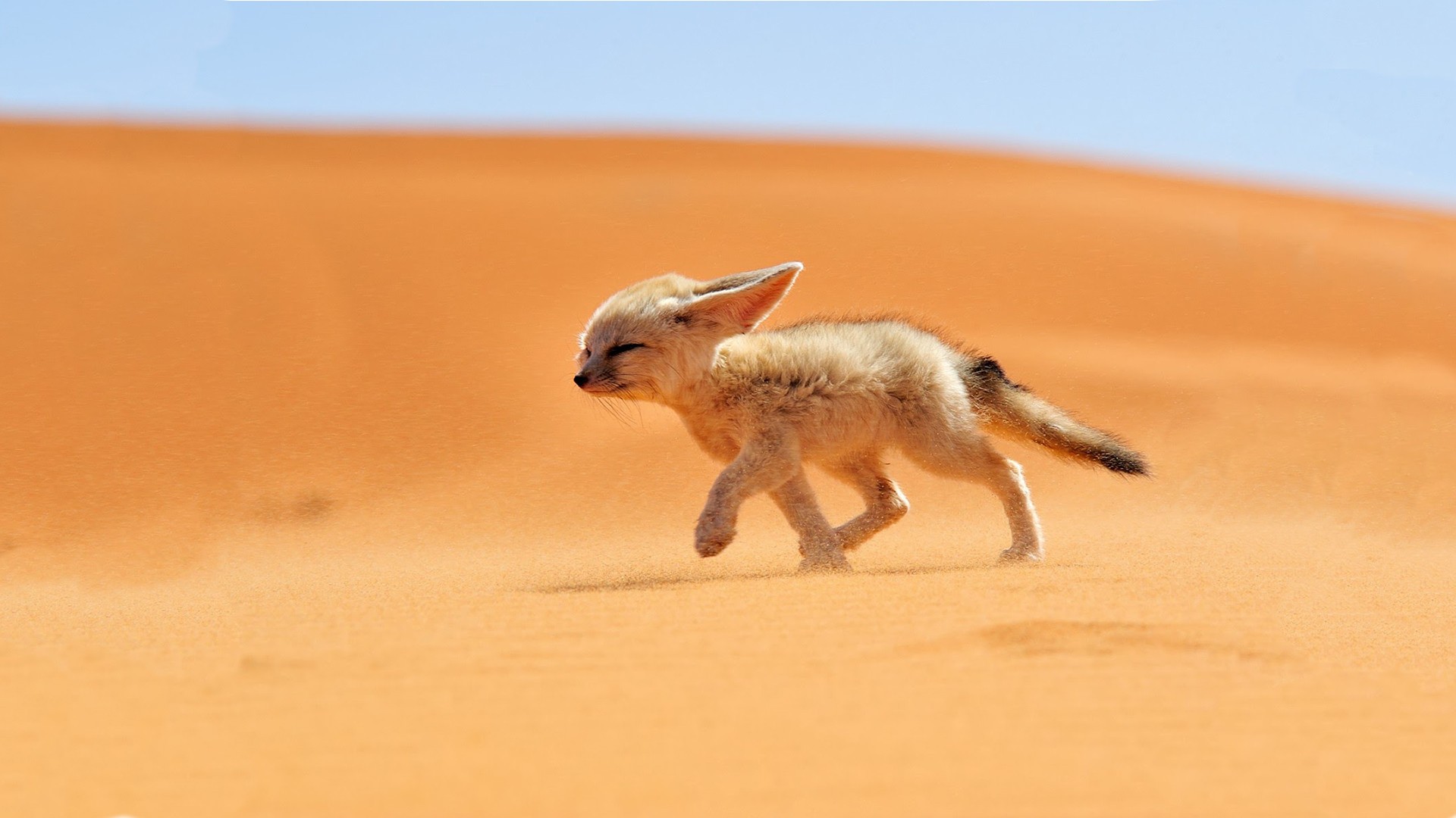 Sand Animals Desert Fox Fennec Nature 1920x1080