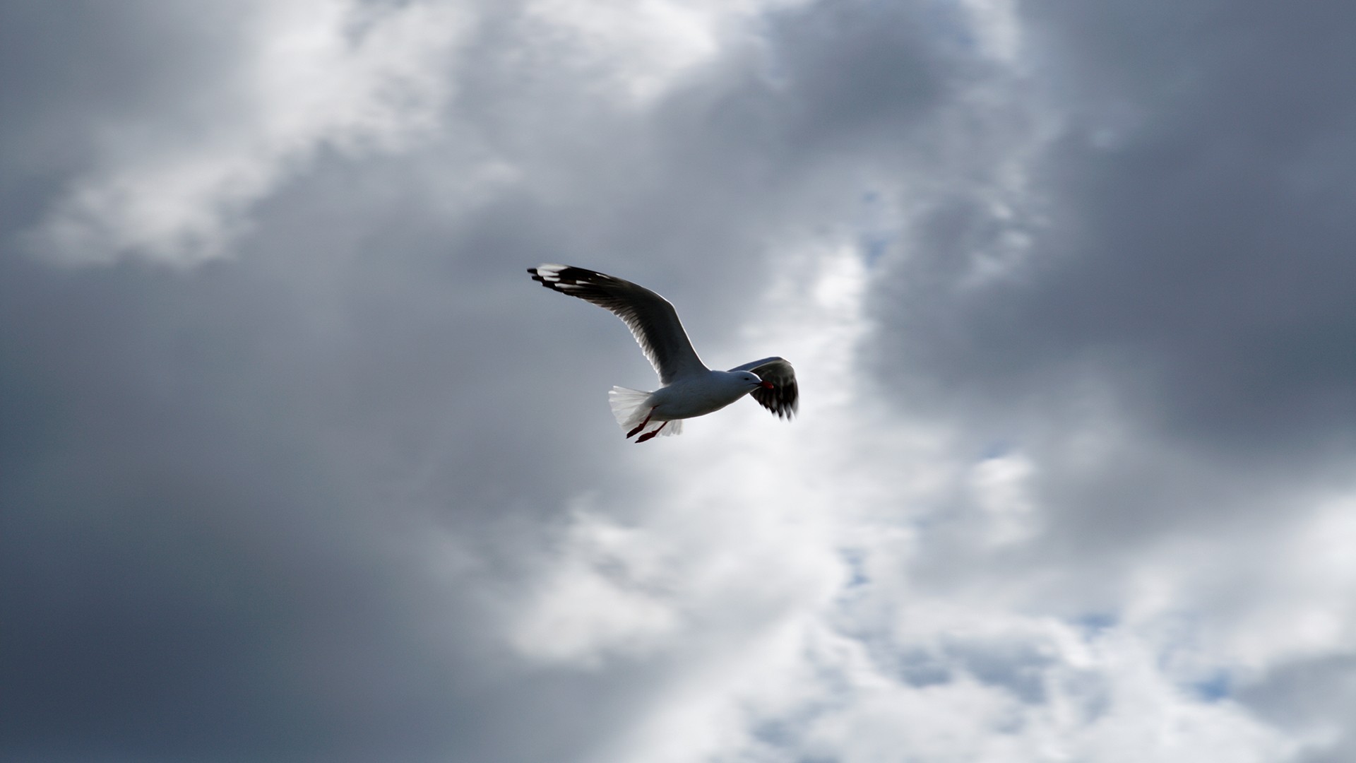 Birds Nature Animals Flies Clouds 1920x1080