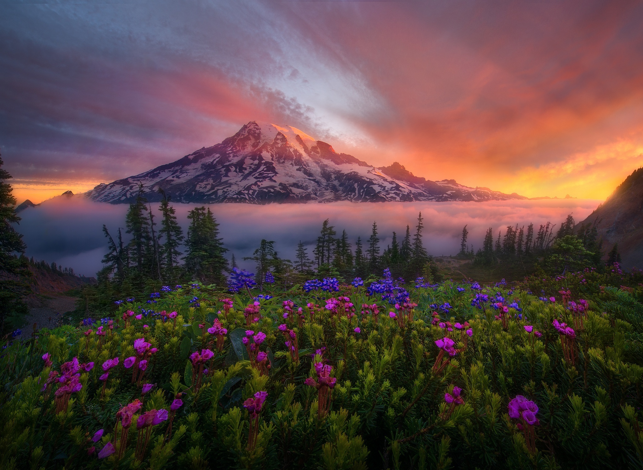 Mount Rainier Tahoma Sunrise Flower Landscape Mountain Cascade Range Washington Glow Fog 2048x1498