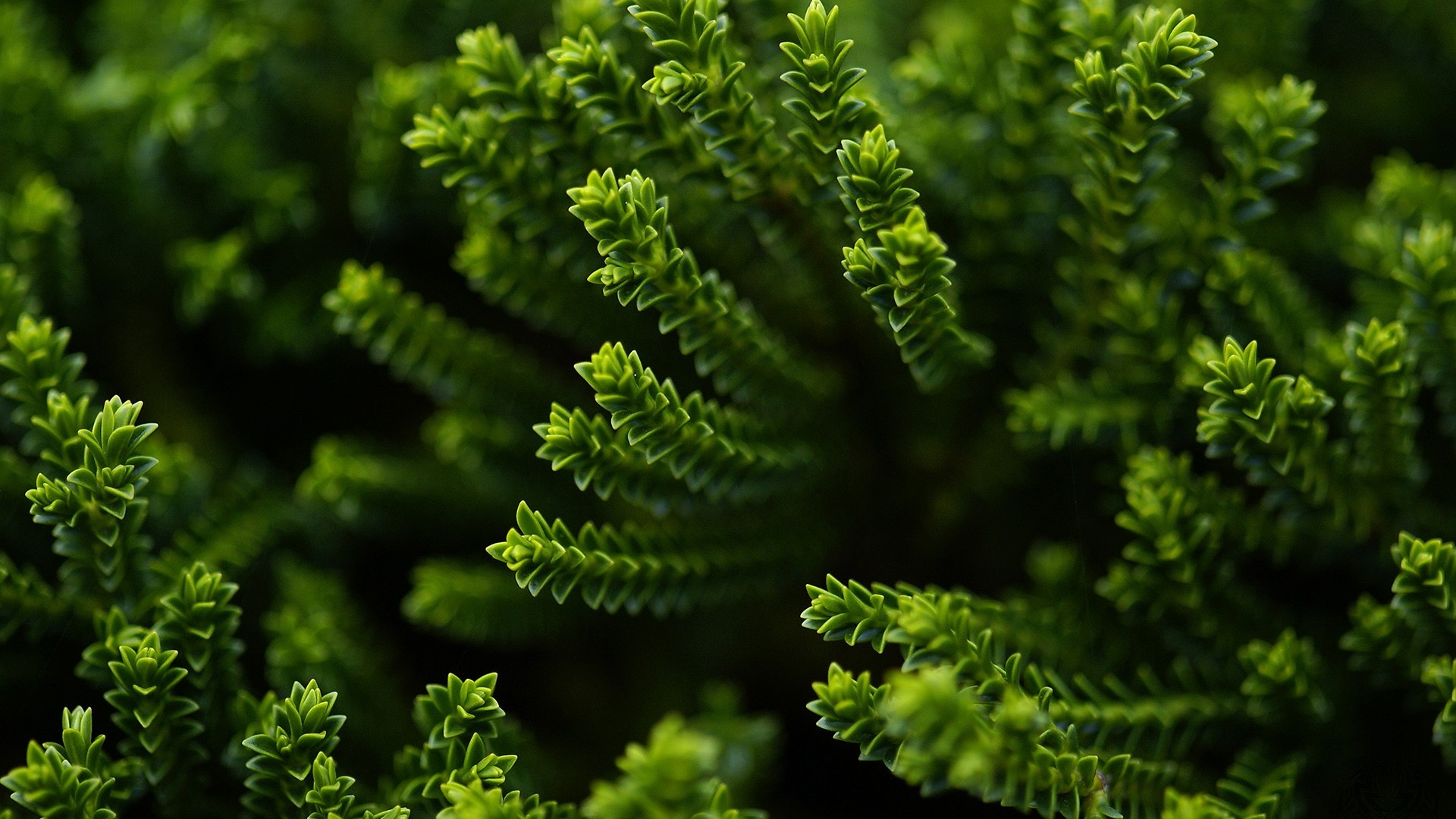 Macro Depth Of Field Plants Nature Green Succulent 1920x1080