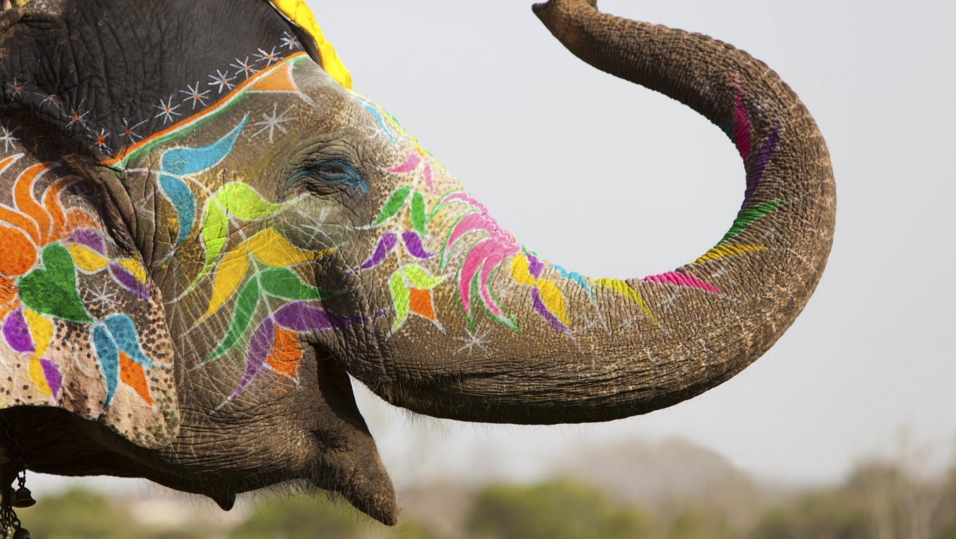 Animals Elephant Body Paint Holi India Colorful Depth Of Field Flowers Painting Festivals Decoration 1360x768