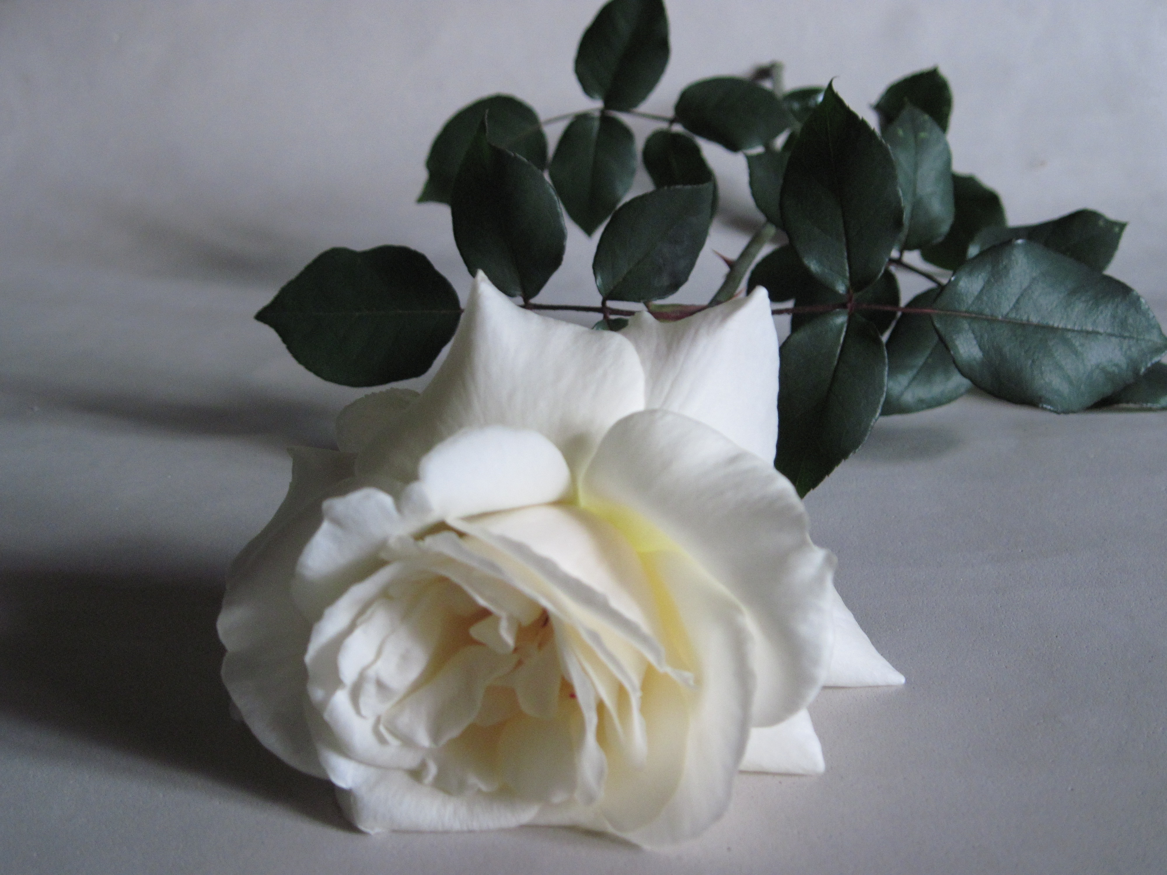 Earth Flower Rose White Rose White Flower 4000x3000