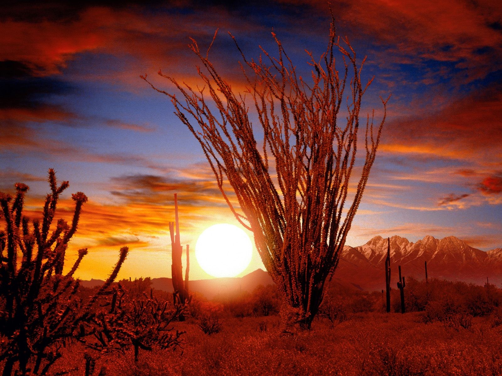 Sunset Cactus Badlands Nature Mountains Landscape 1600x1200