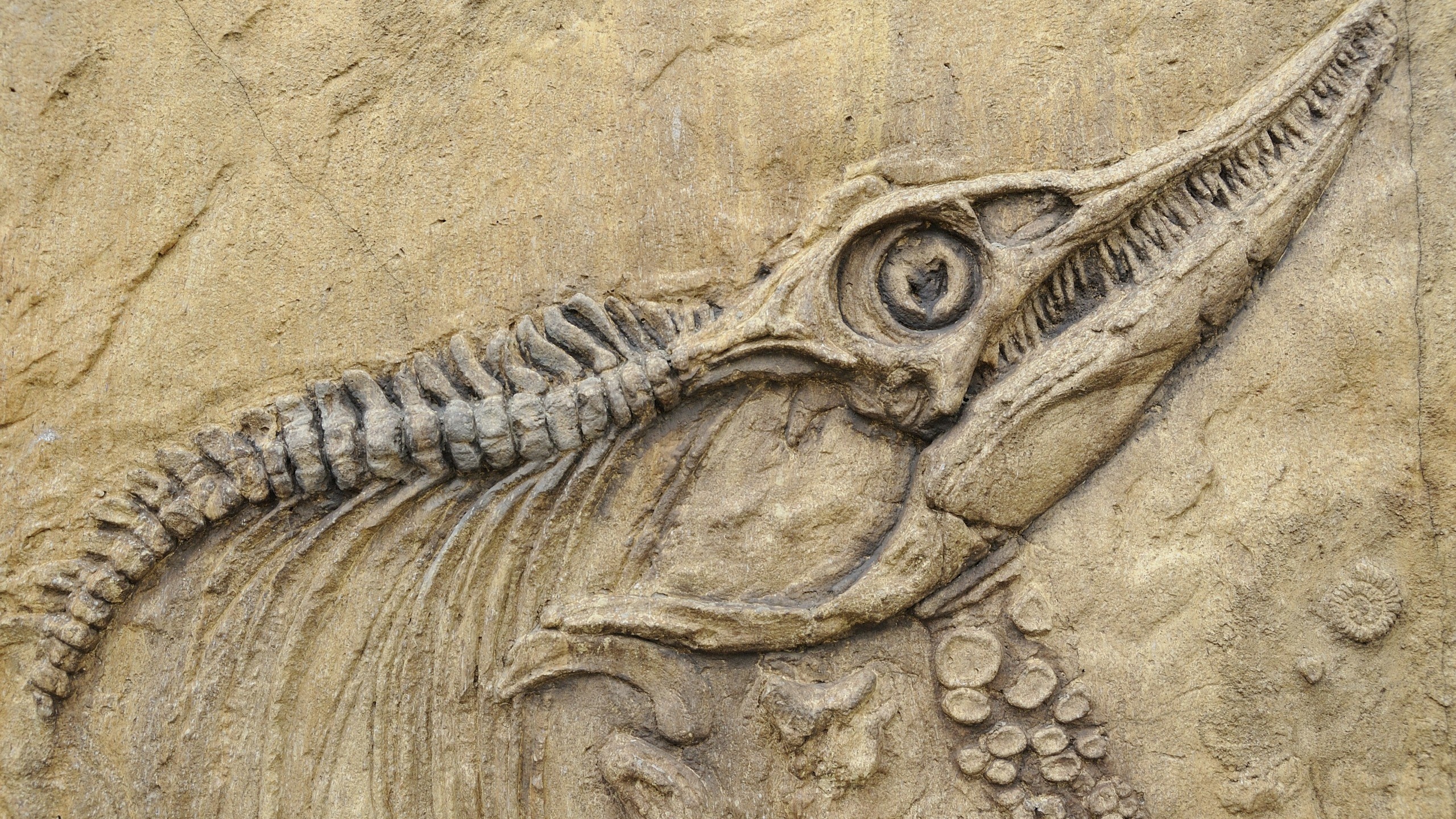 Nature Animals Skull Bones Prehistoric Birds Dinosaurs Spine Stone Fangs Beige Fossils 2560x1440
