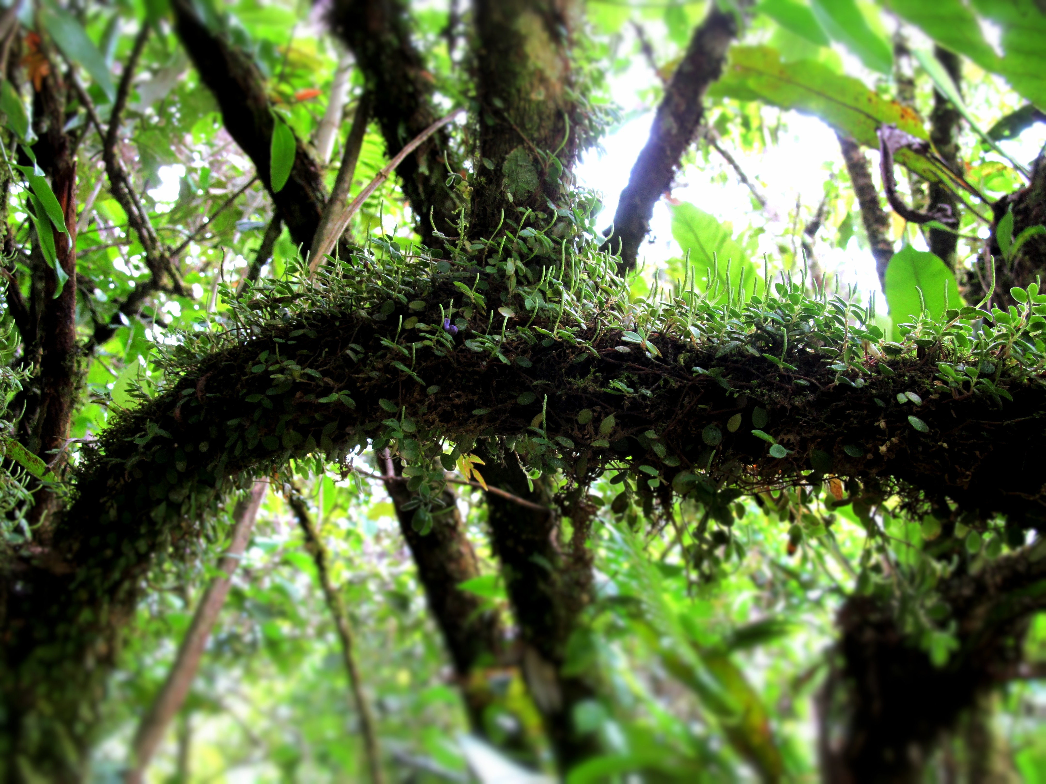 Costa Rica Landscape Nature Plants 4320x3240