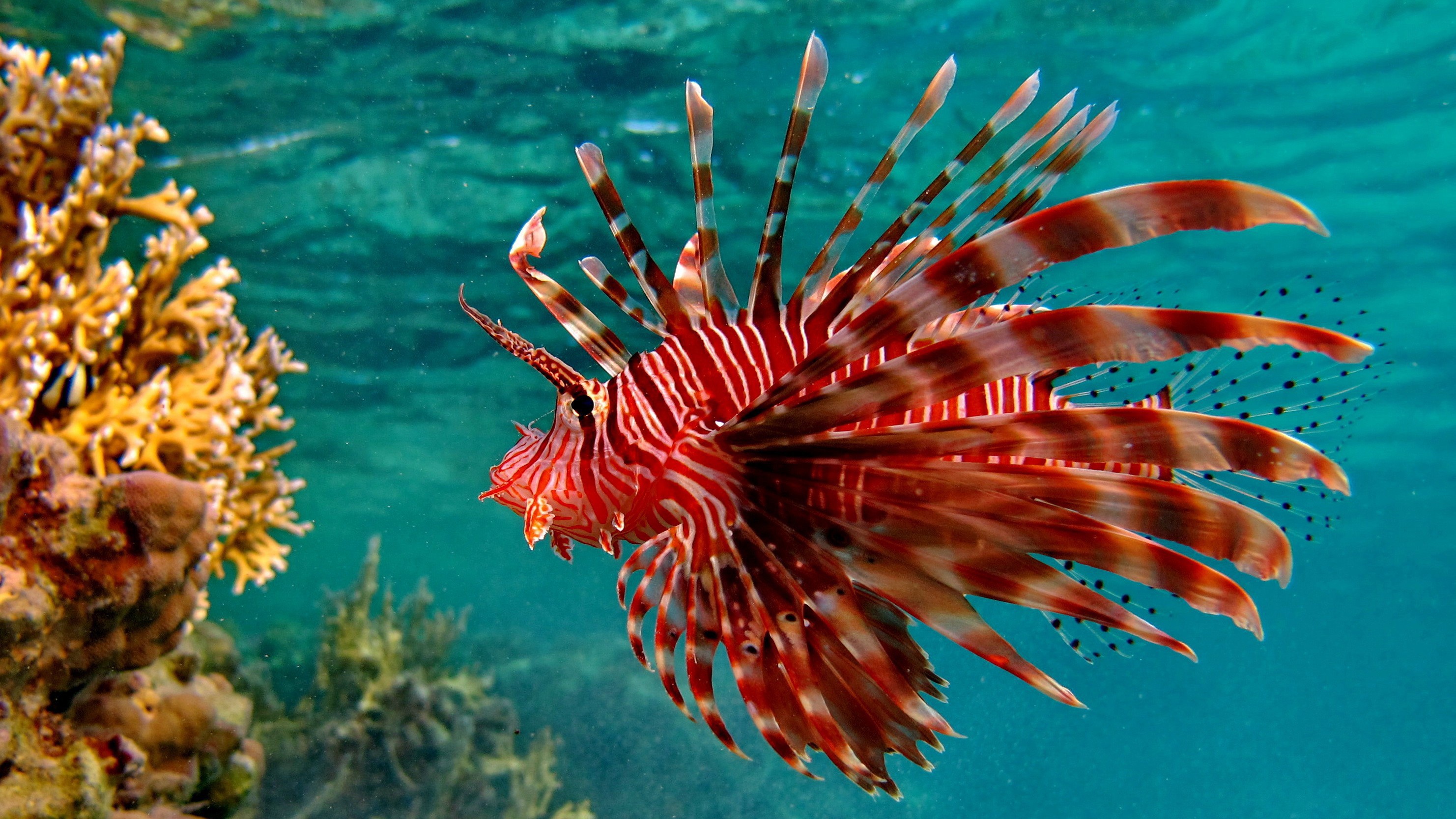 Lionfish Animals Coral Fish 2963x1667