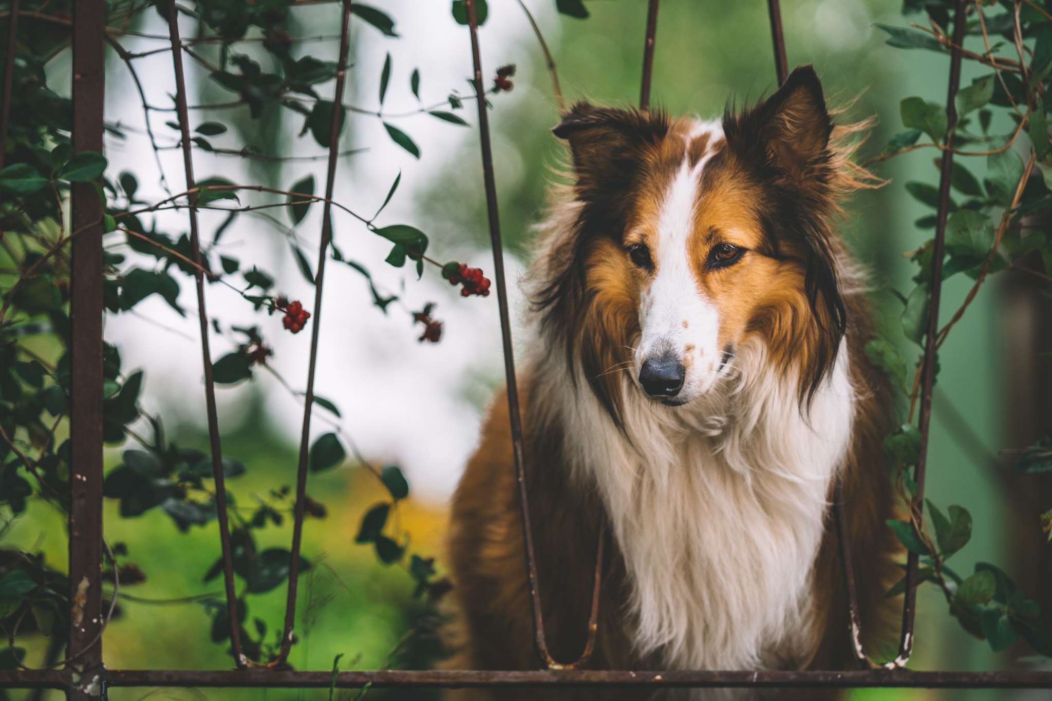 Plants Animals Dog Collie 2048x1365