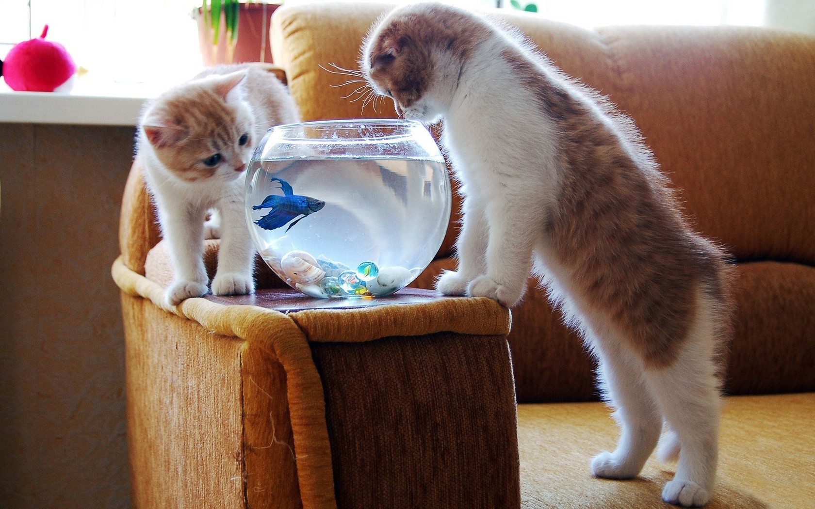 Animals Cats Goldfish Fishbowls 1680x1050