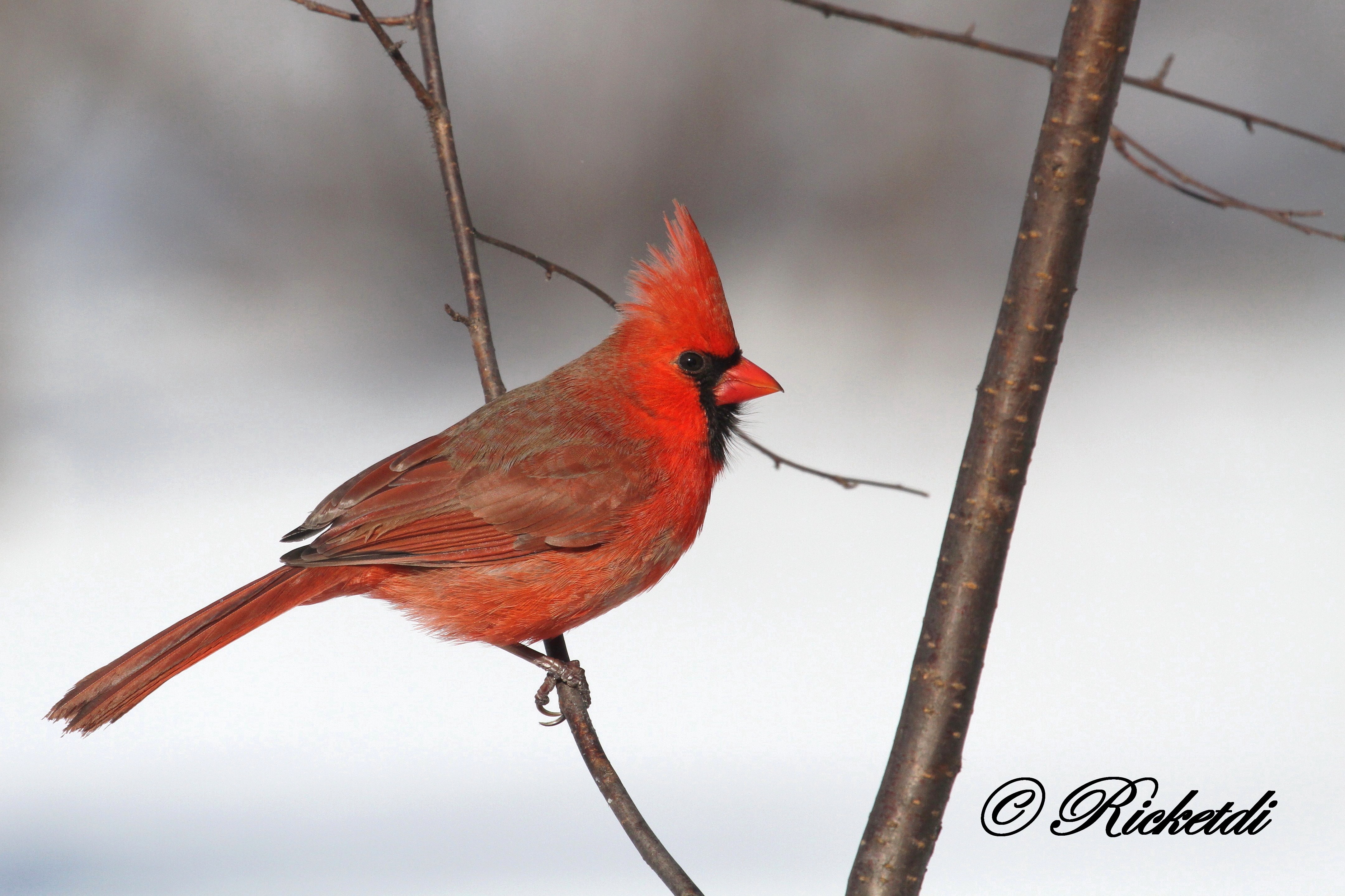 Cardinal Northern Cardinal Bird Passerine 4321x2880