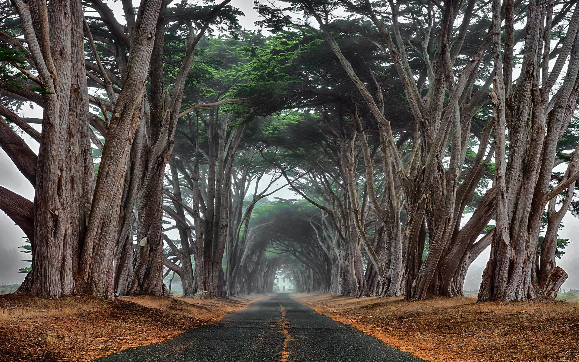 Landscape Nature Cypress Road Trees Mist Tunnel Ancient 1920x1200