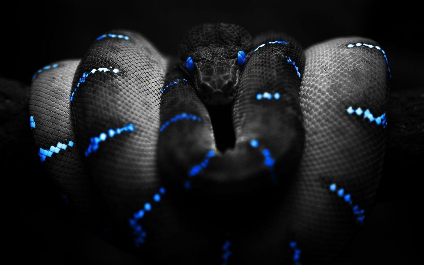 Animals Snake Selective Coloring Boa Constrictor 1440x900