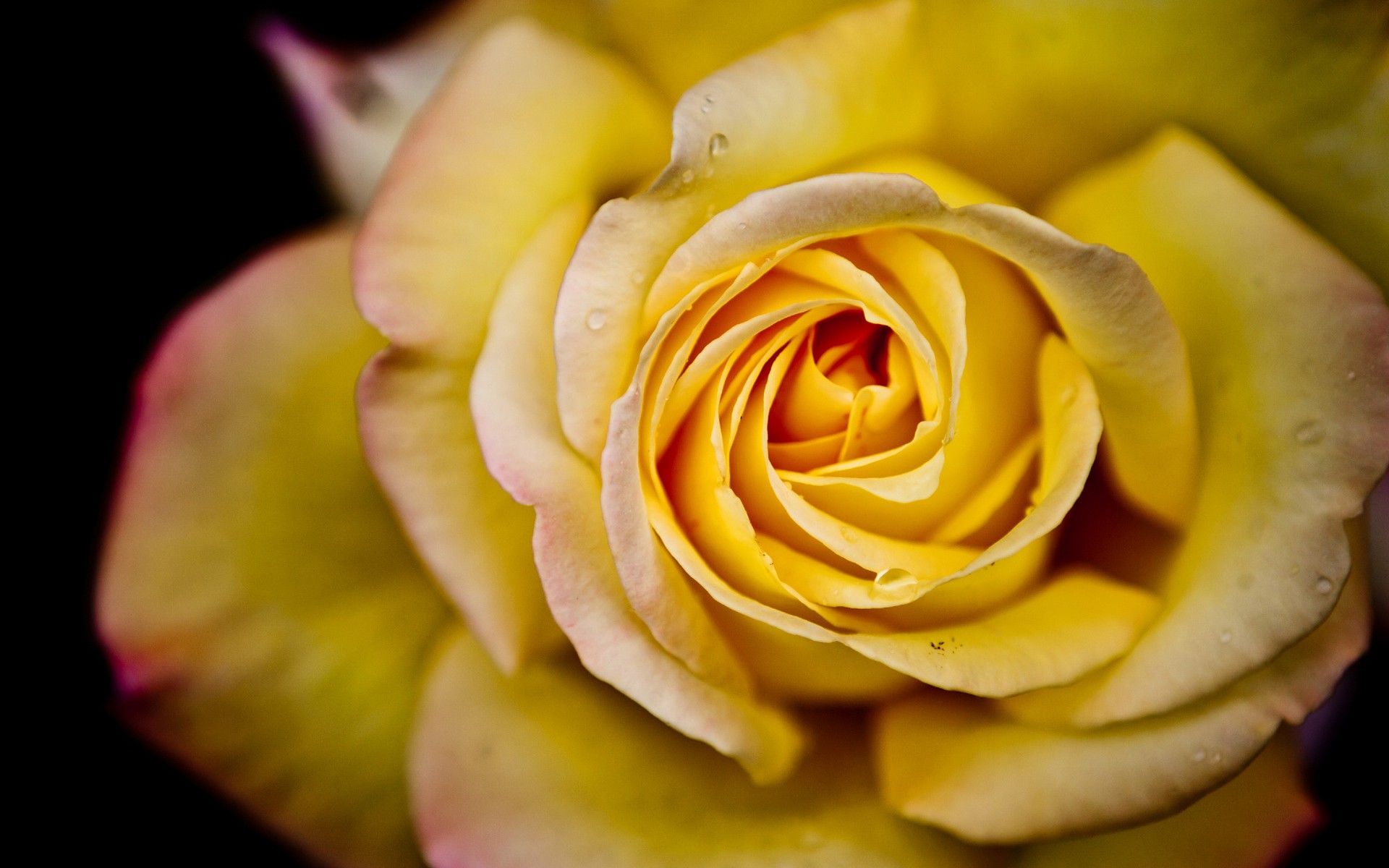 Flowers Rose Roses Yellow Flowers Yellow Flower Yellow Roses 1920x1200