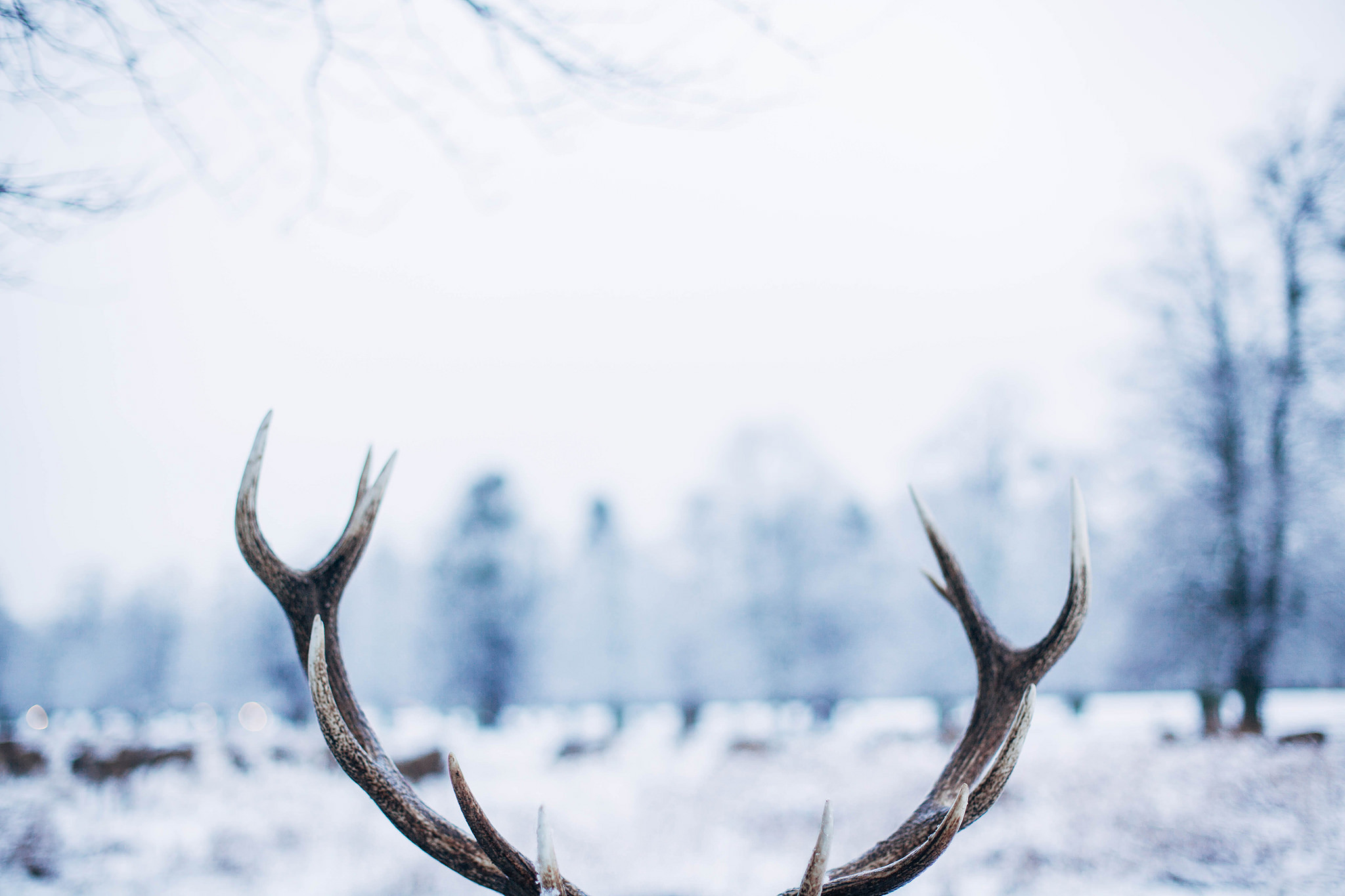 Reindeer Snow Winter White Antler 2048x1365