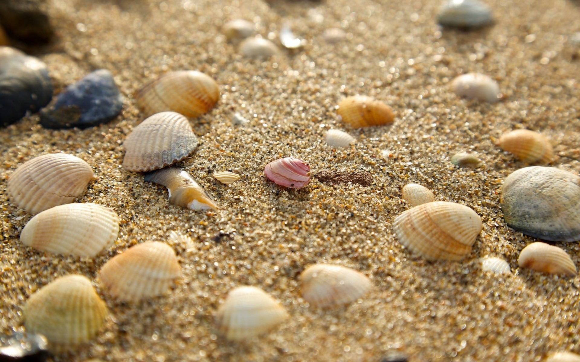Sand Seashells Nature 1920x1200