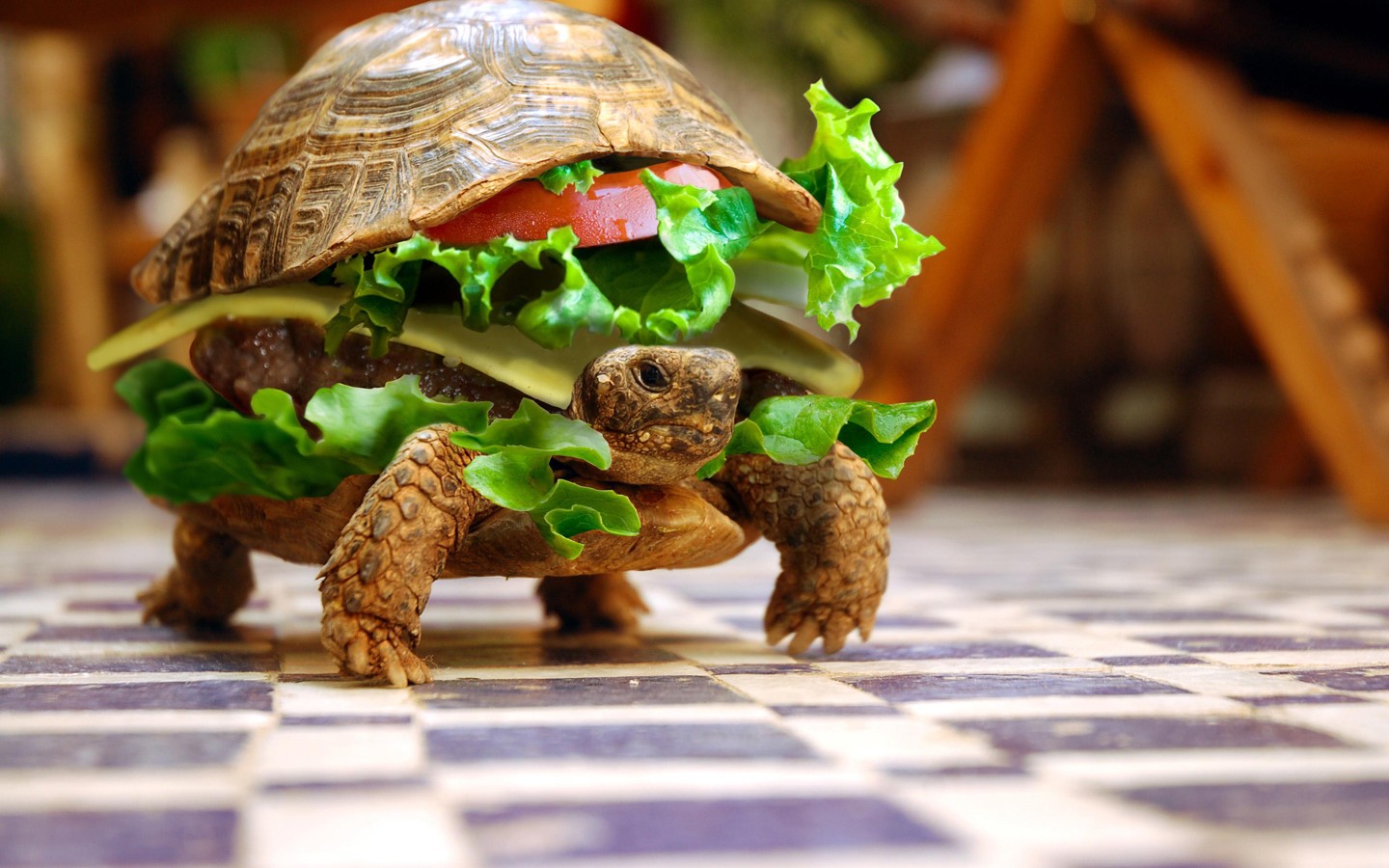 Turtle Burgers Sandwiches Hamburgers Photo Manipulation Animals Depth Of Field Lettuce Burger Summer 1440x900