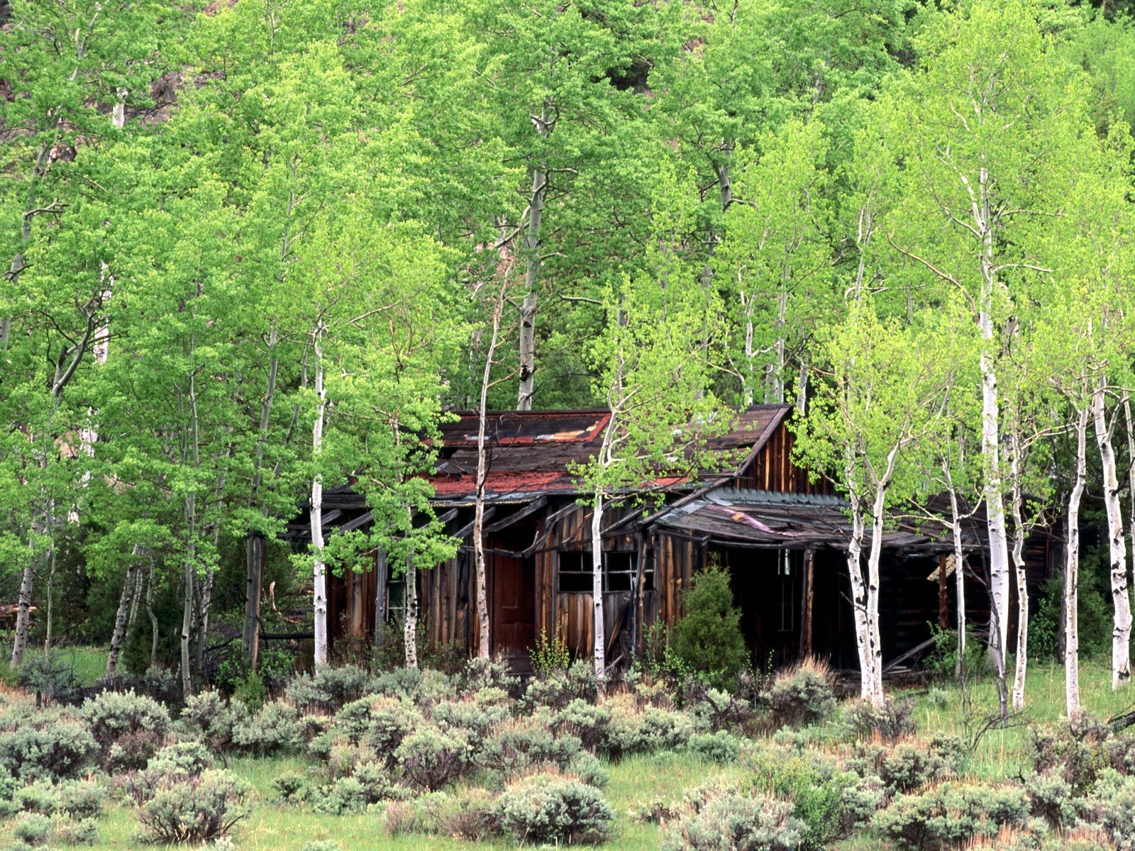 Landscape Cottage Trees Birch Abandoned Cabin Forest Shrubbery Green Shrubs 1600x1200