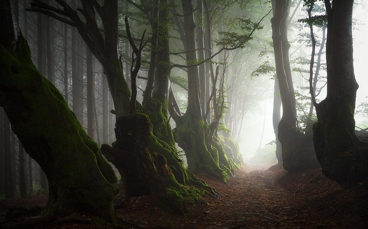 Nature Landscape Mist Trees Path Roots Forest Moss Ancient France Beech Morning Leaves 1230x768