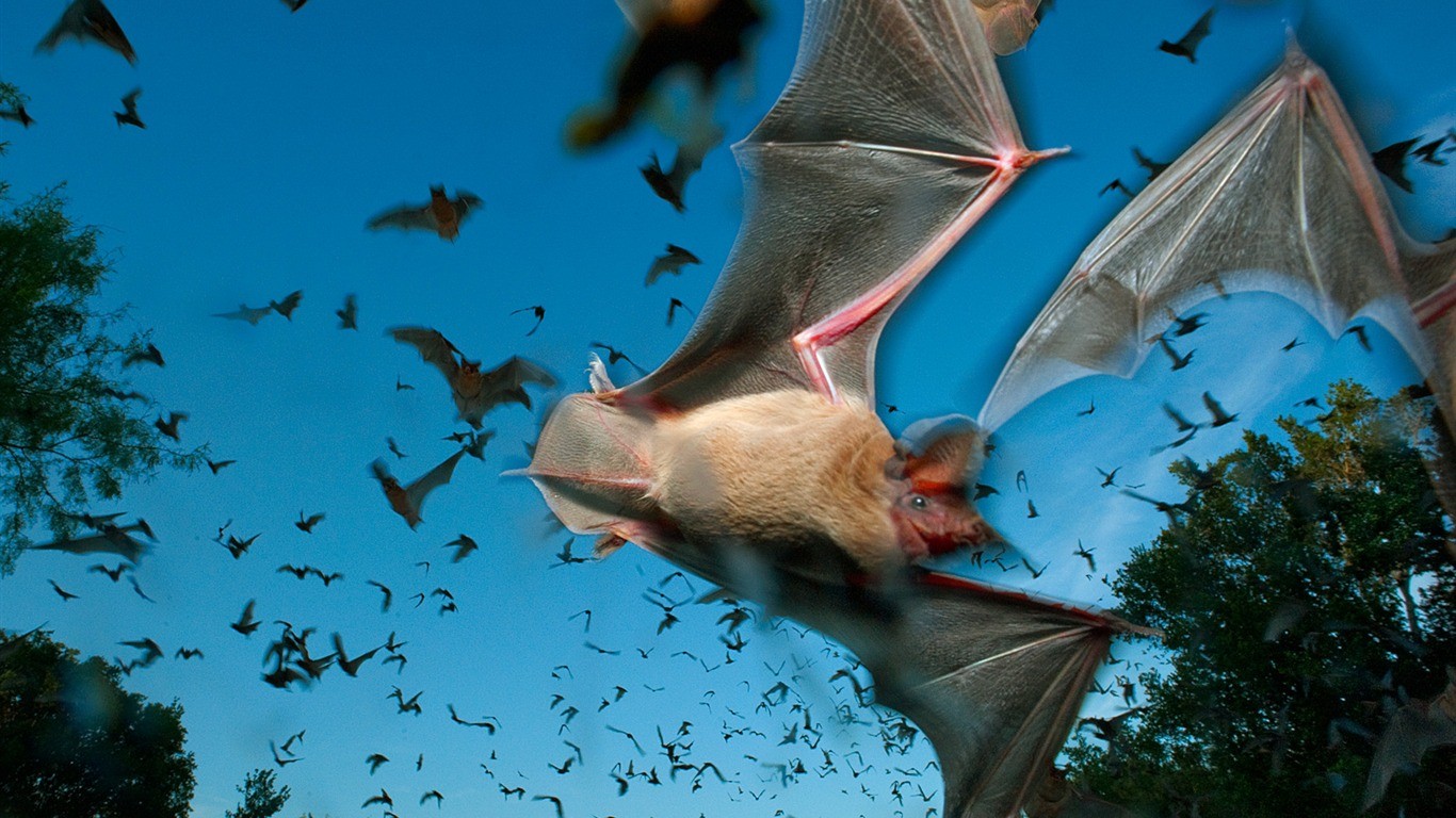 Animals Bats Mammals Motion Blur 1366x768