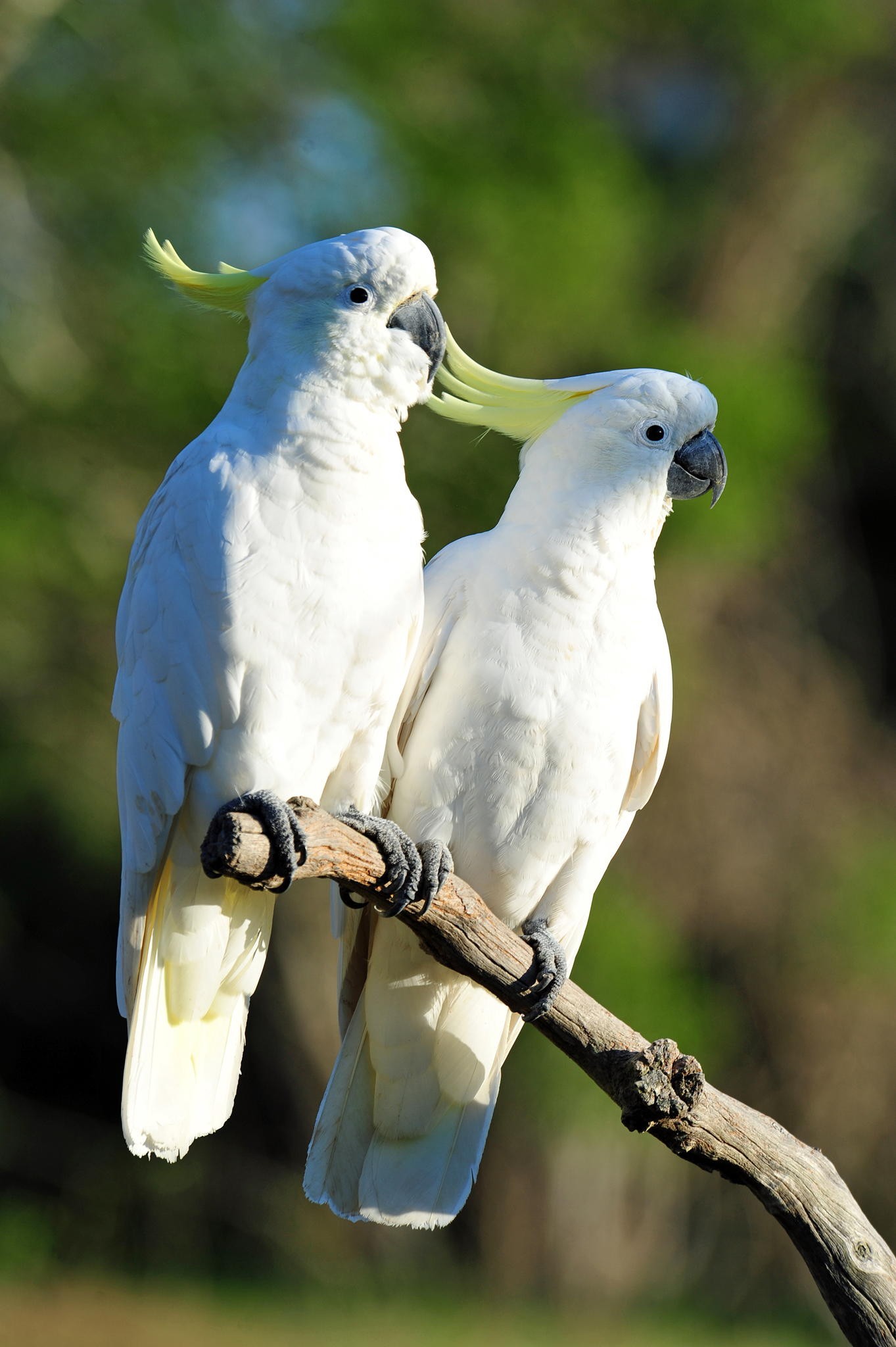 Cockatoo Sulphur Crested Cockatoo 1363x2048