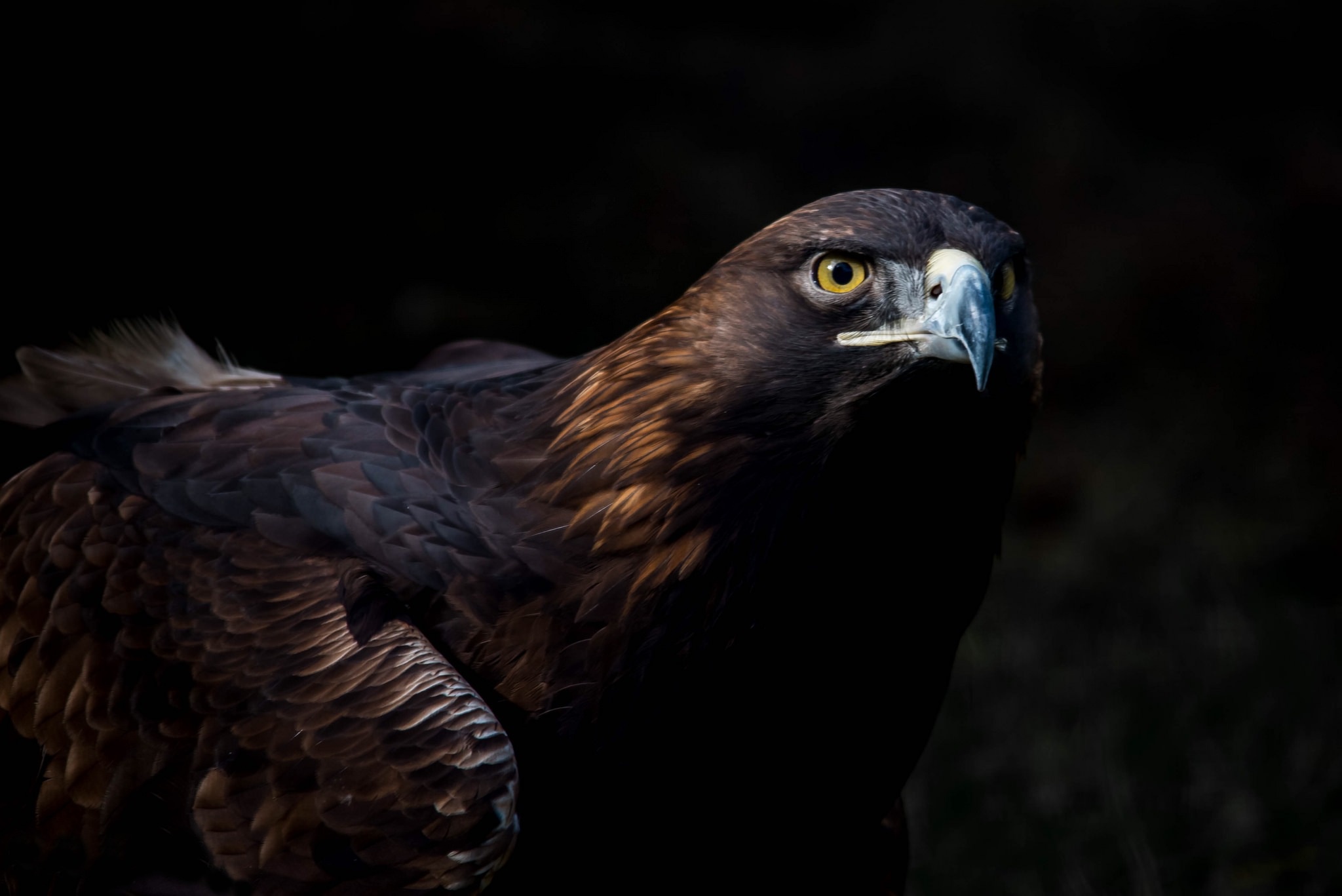 Golden Eagle Eagle Wildlife Bird Of Prey Bird 2048x1367