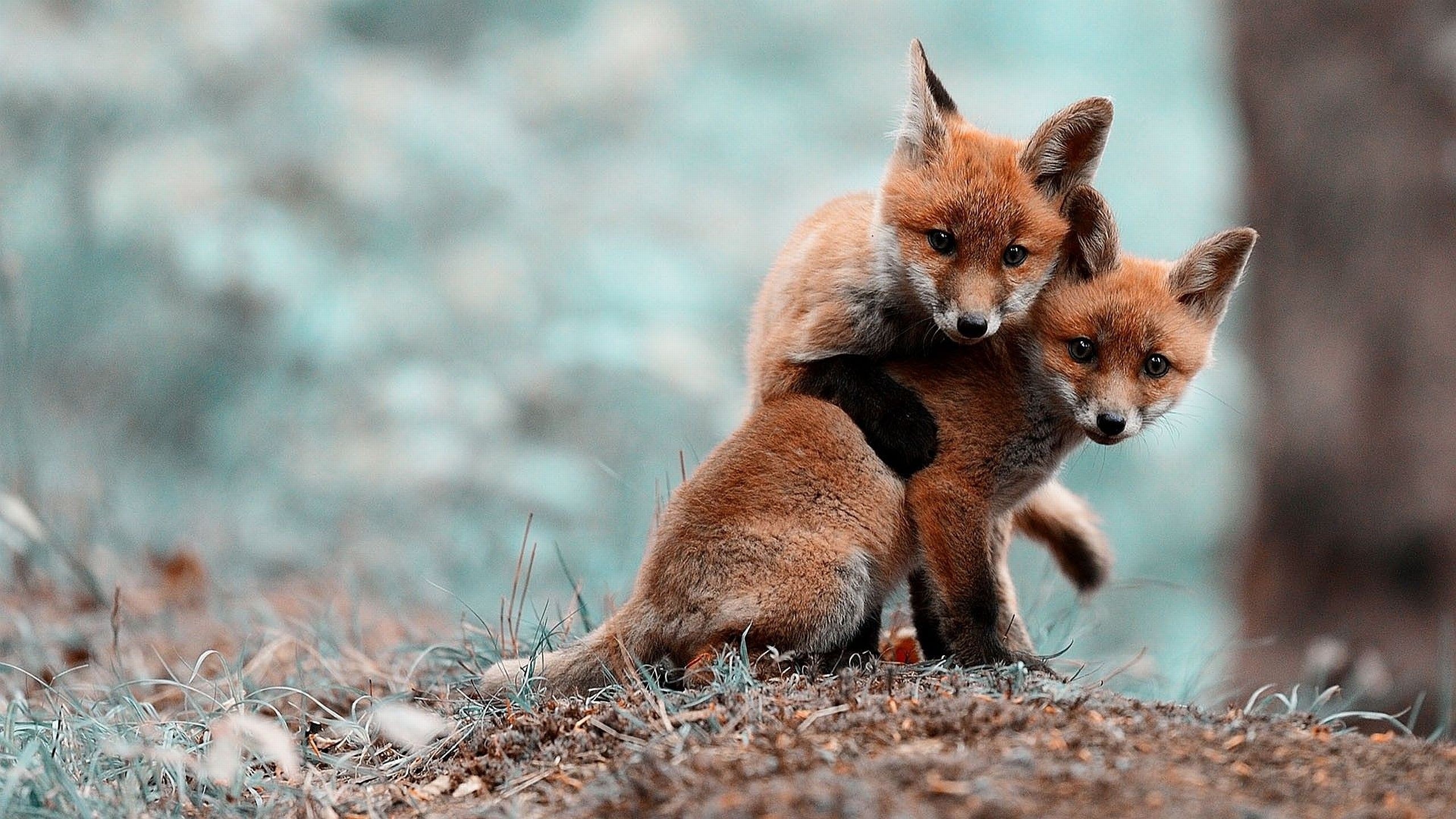 Cubs Fox Cubs Fox Nature Anime Blurred Anime Animals Baby Animals 2560x1440