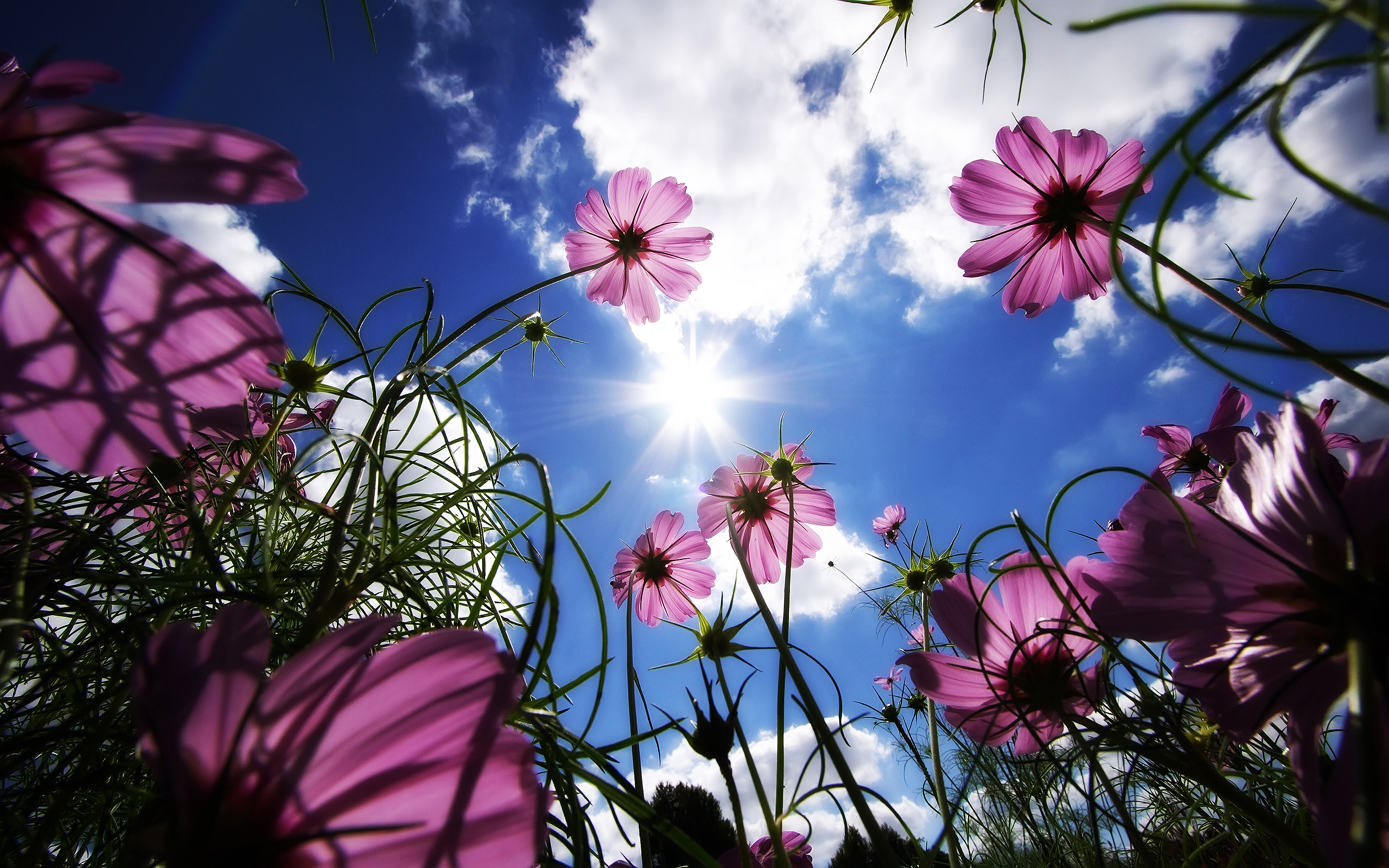 Flowers Nature Pink Flowers Worms Eye View Sun Cosmos Flower Clouds Bottom View 2560x1600