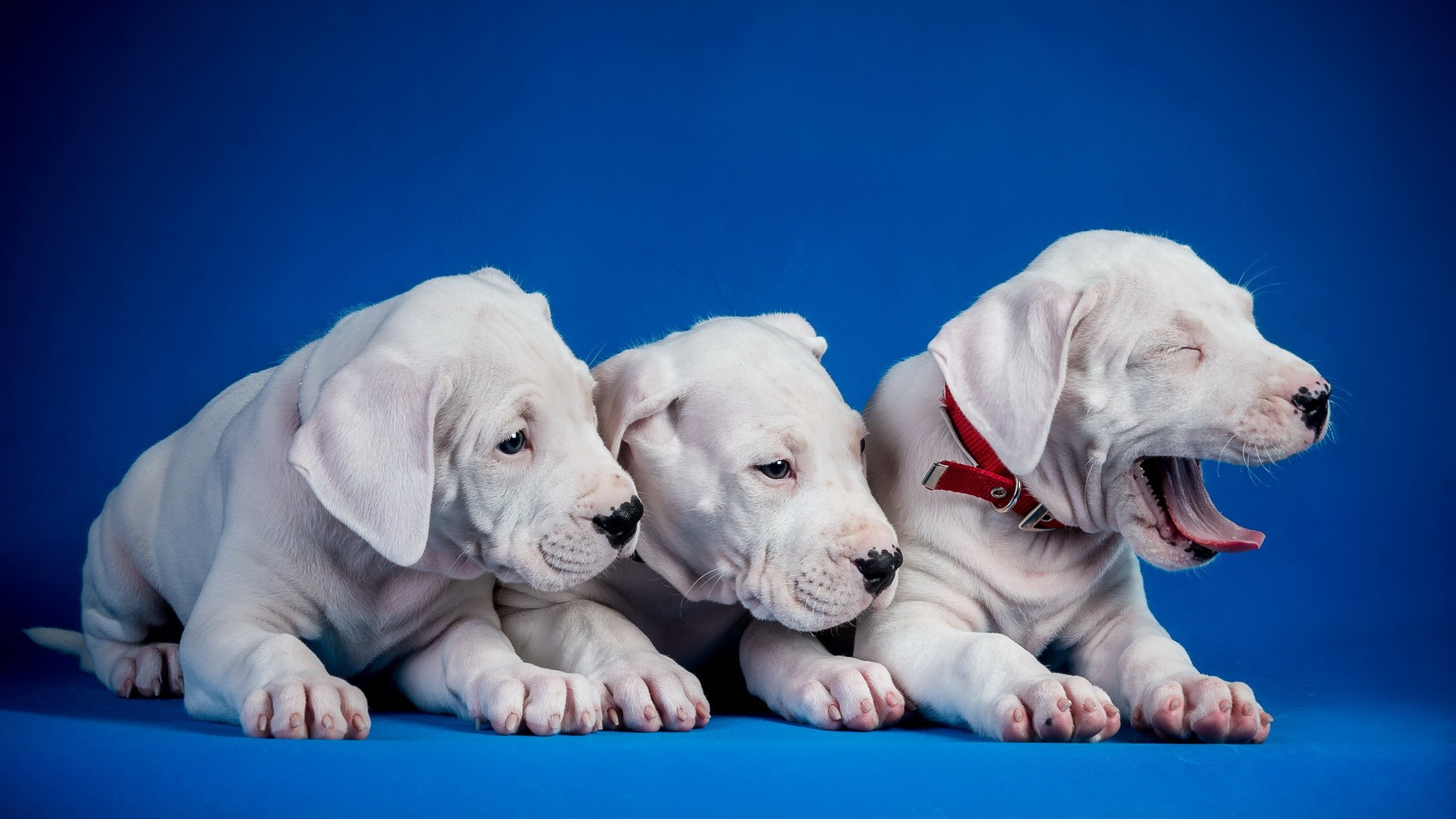 Puppies Dog Animals 2200x1238