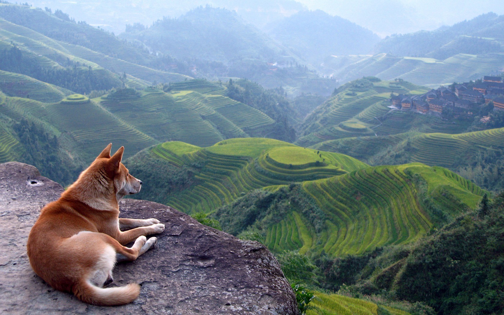 Landscape Terraced Field Dog Animals Field Rock Hills Mammals 1680x1050