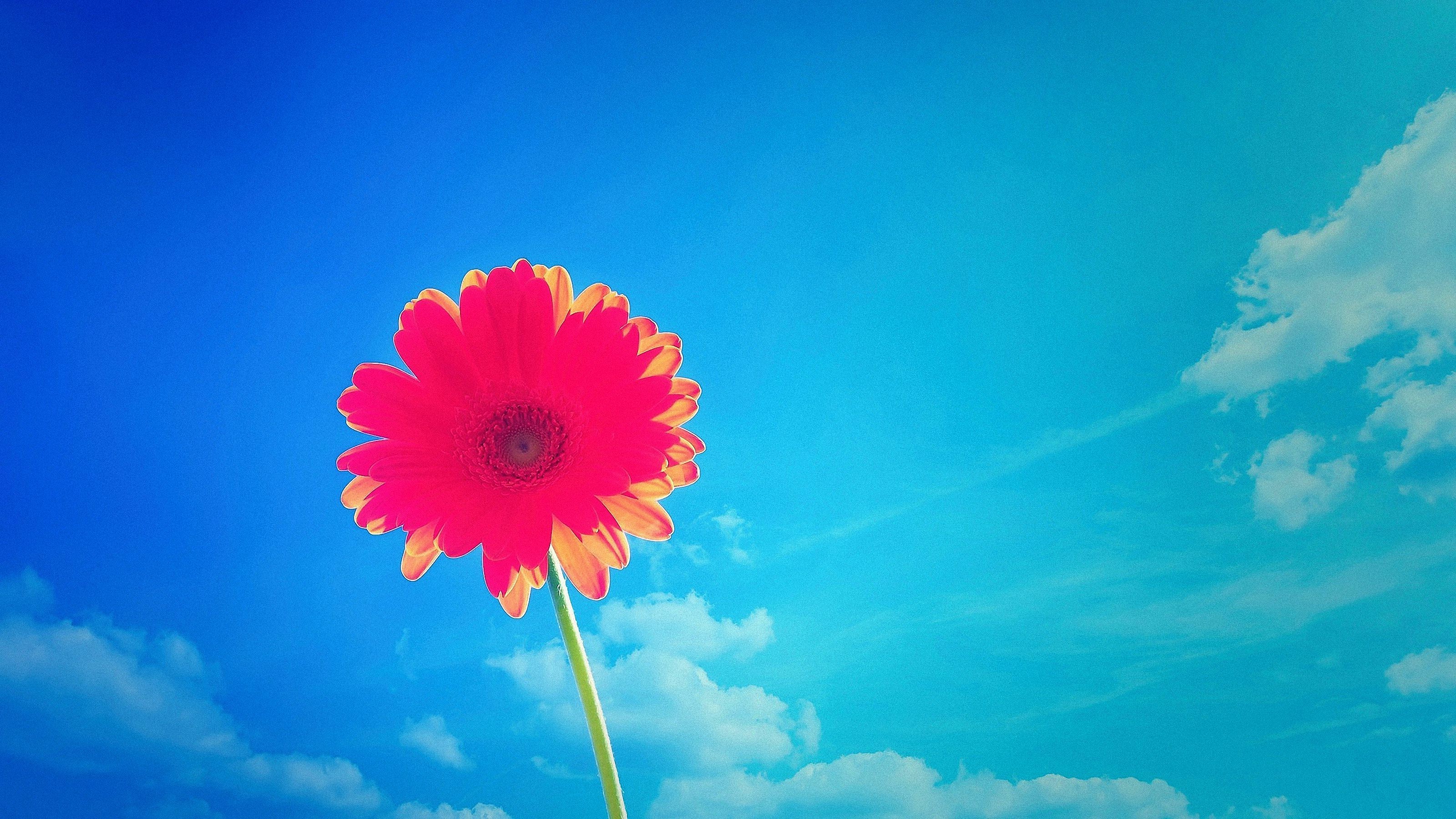 Gerbera Flower Daisy Stem Sunshine Pink Flower 3200x1800