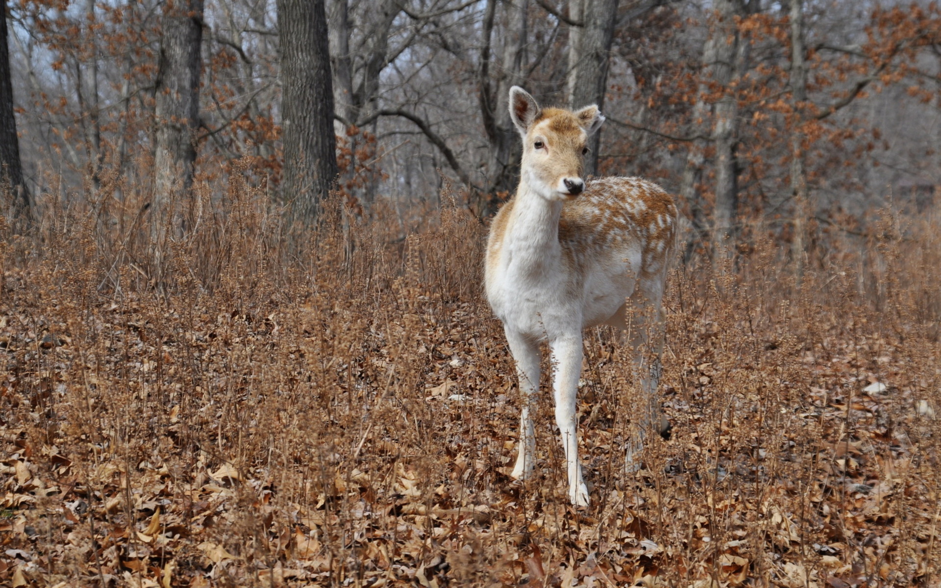 Animal Deer 1920x1200