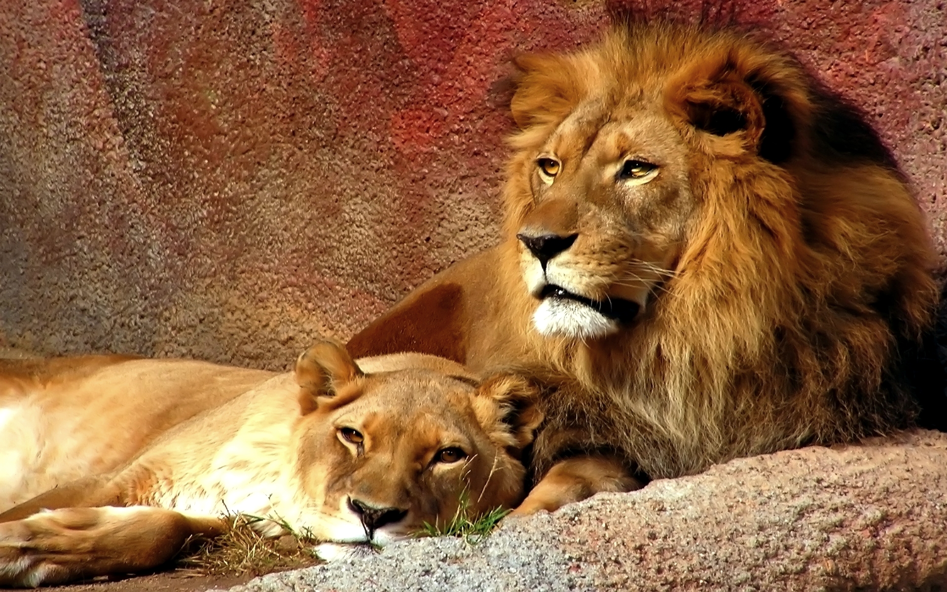Lion Cat Lioness Animal 1920x1200