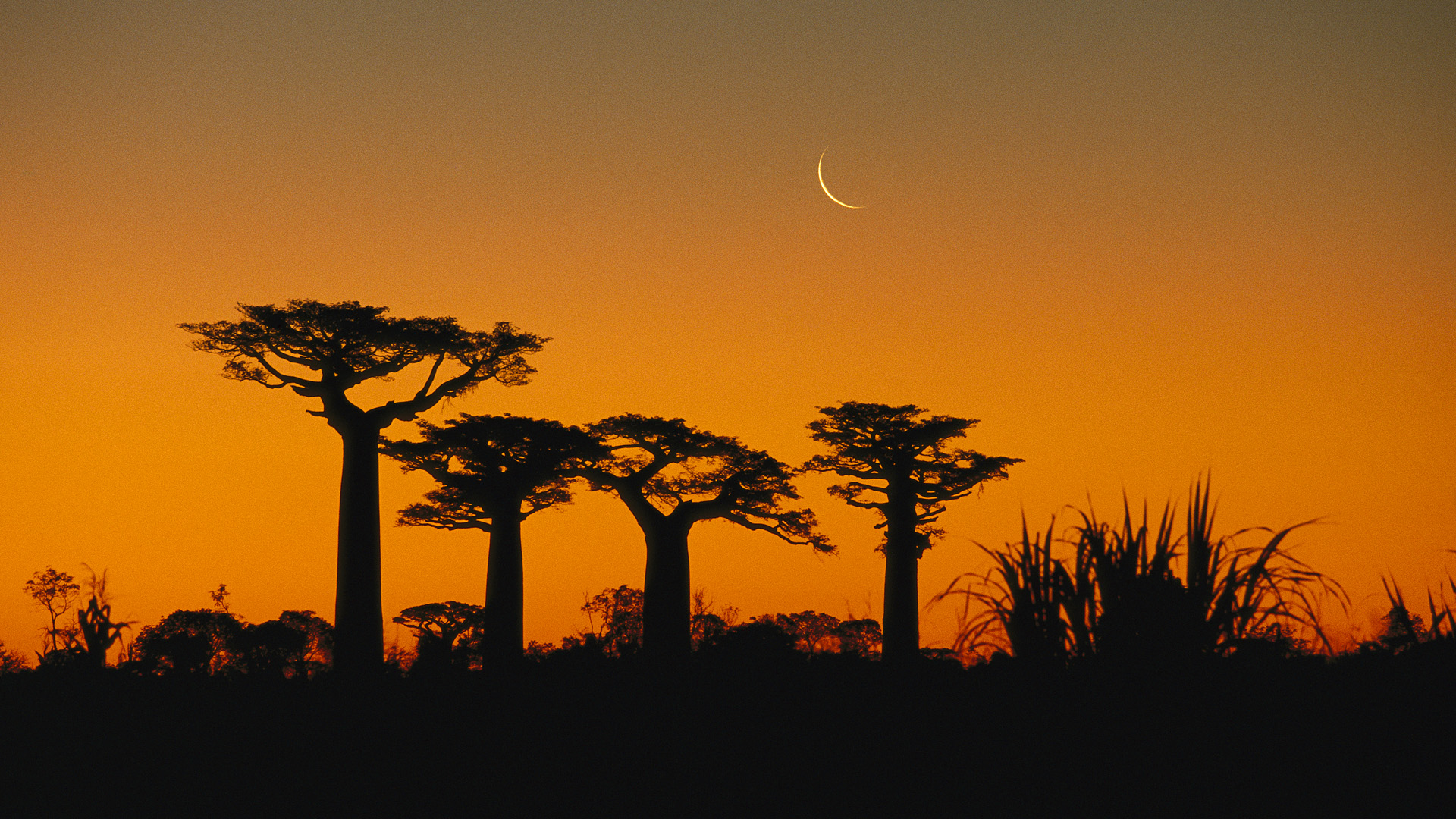 Earth Baobab Tree 1920x1080