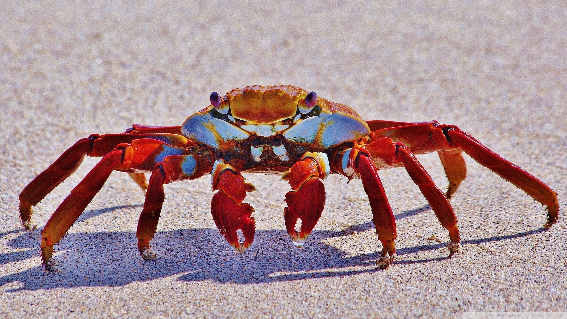 Crabs Animals Crustaceans 1920x1080
