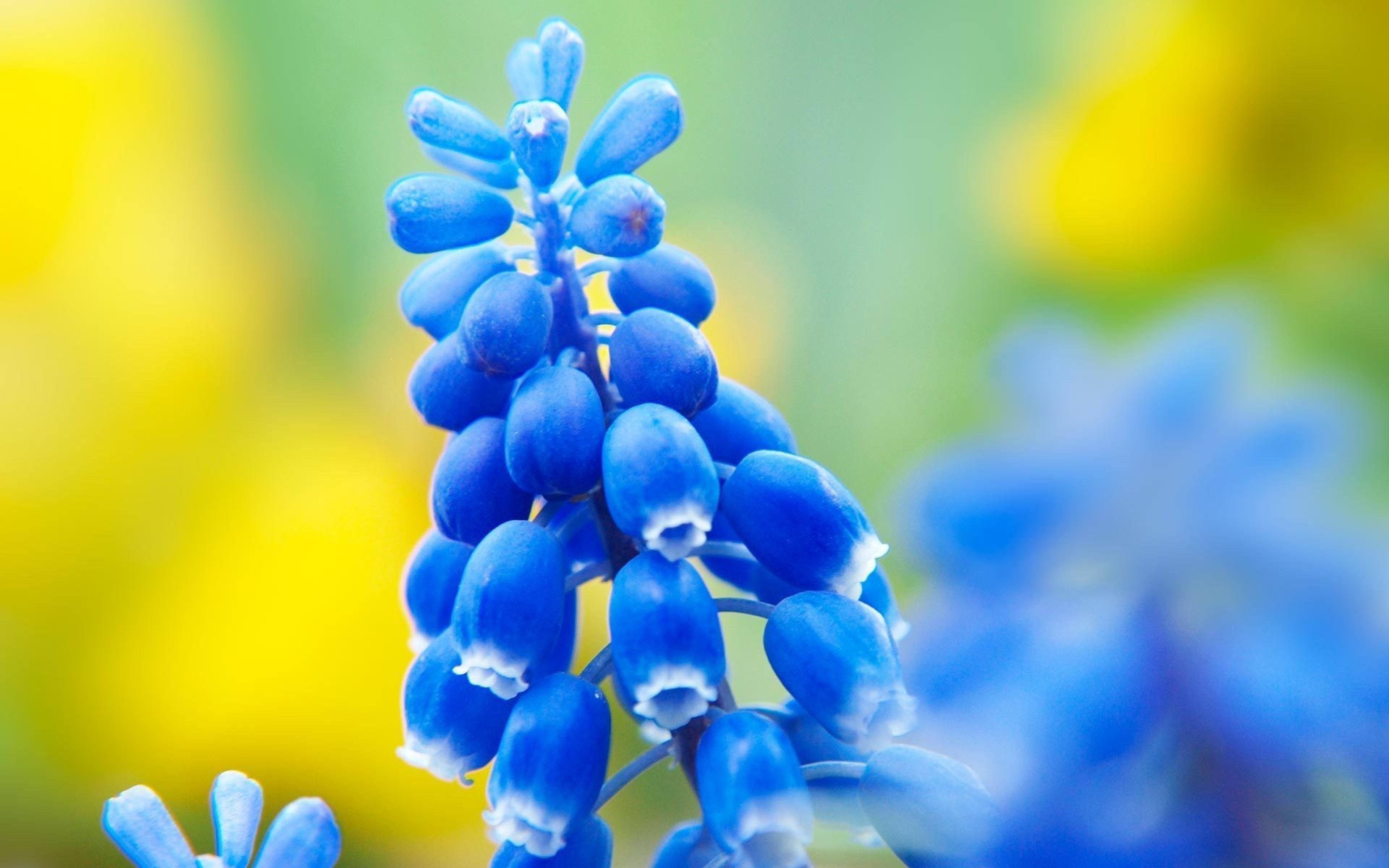 Macro Flowers Muscari Blue Flowers 3840x2400