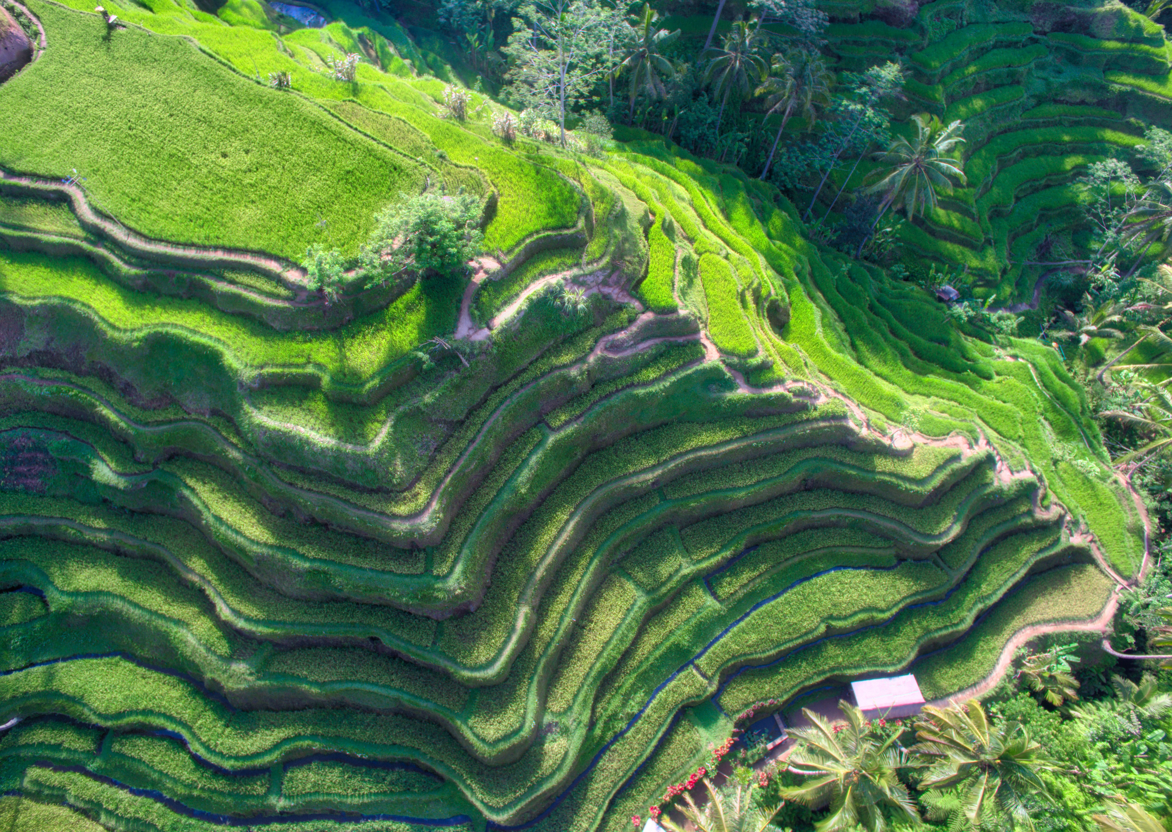 Bali Rice Terrace Indonesia 4000x2840