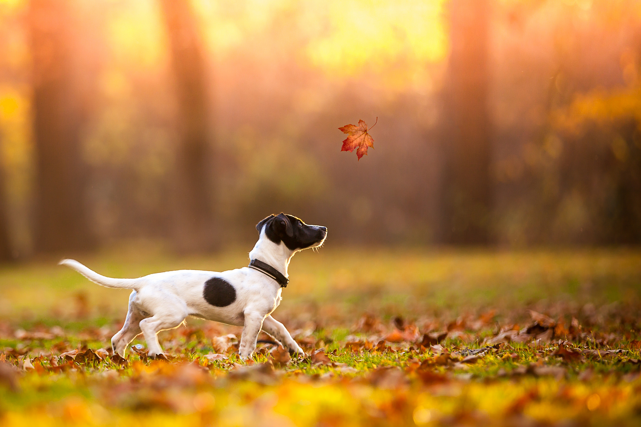Jack Russell Terrier Dog Leaf Blur Fall 2048x1365