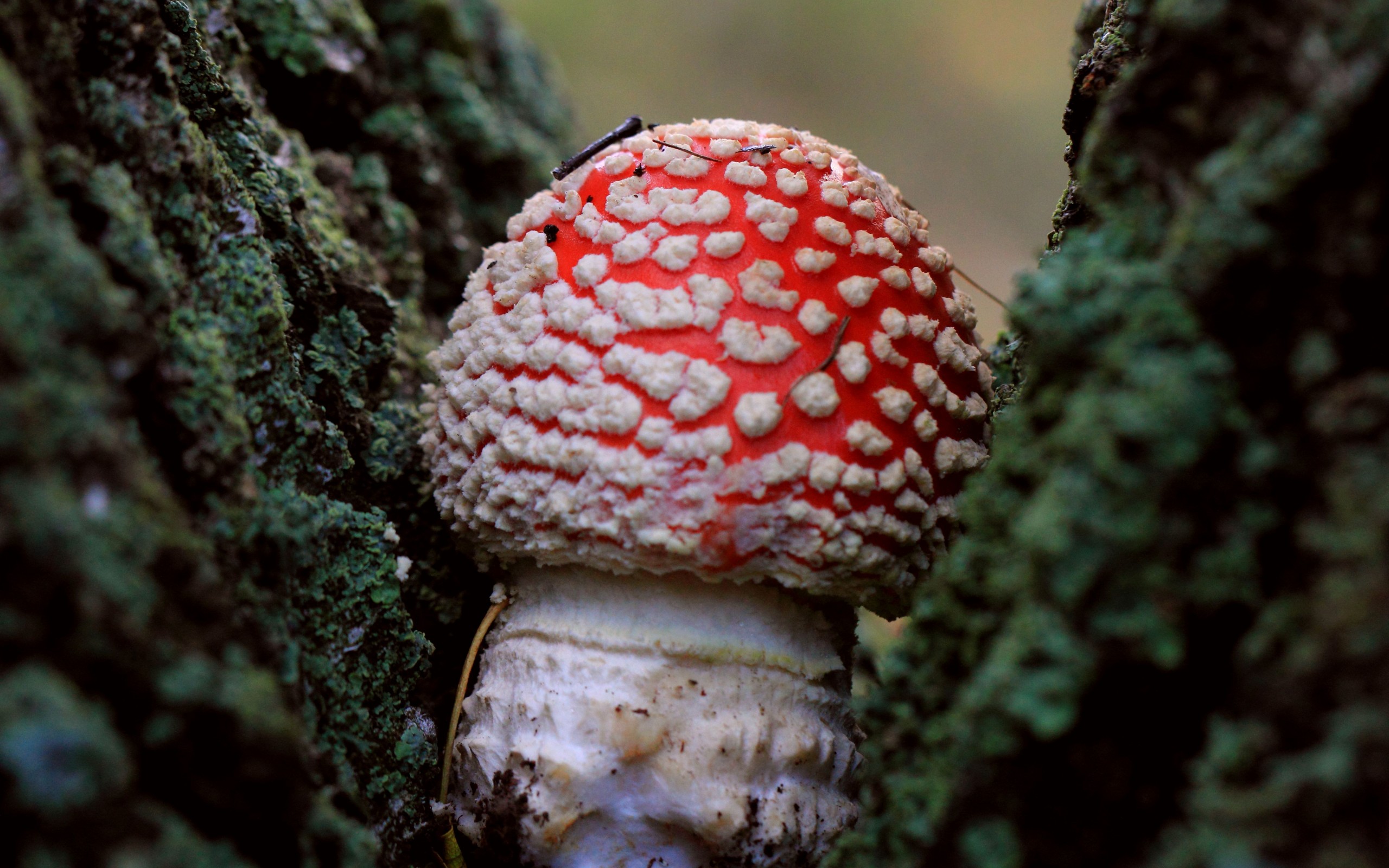 Mushroom Macro Lichen 2560x1600