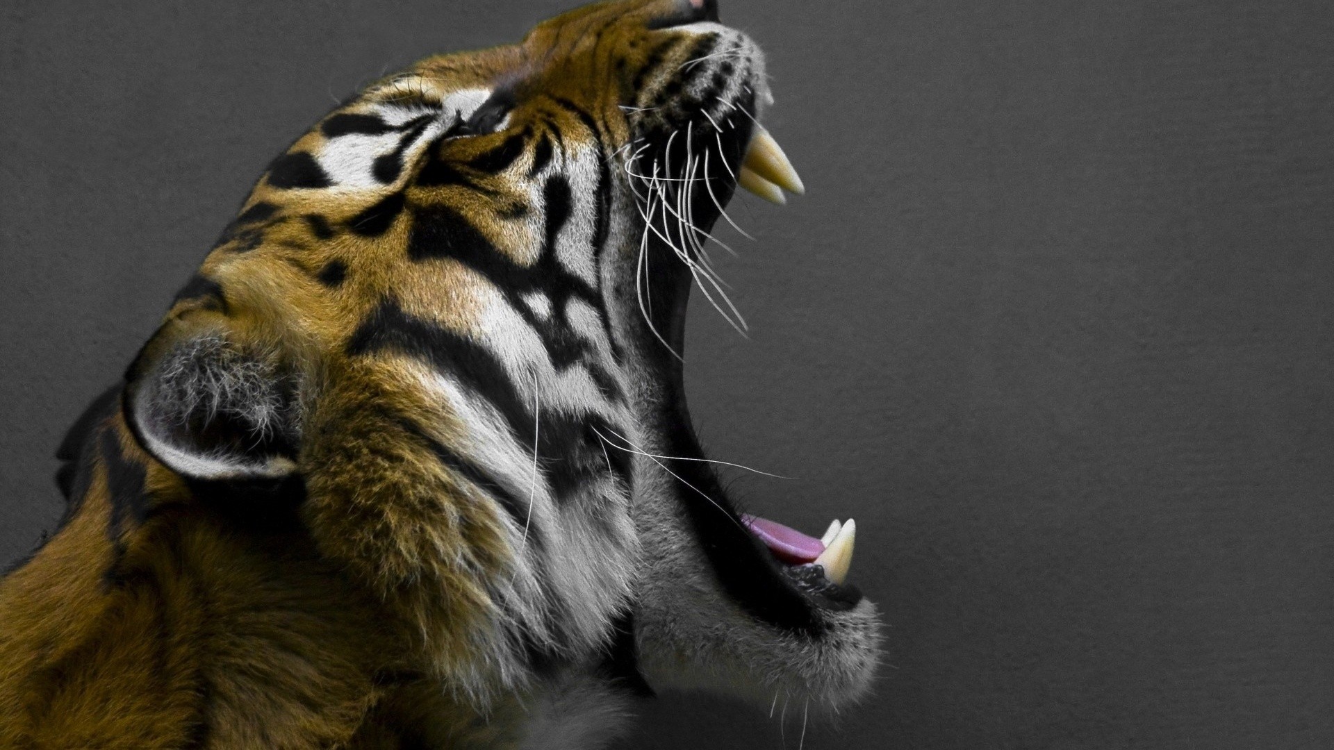 Tiger Animals Big Cats Feline Teeth 1920x1080