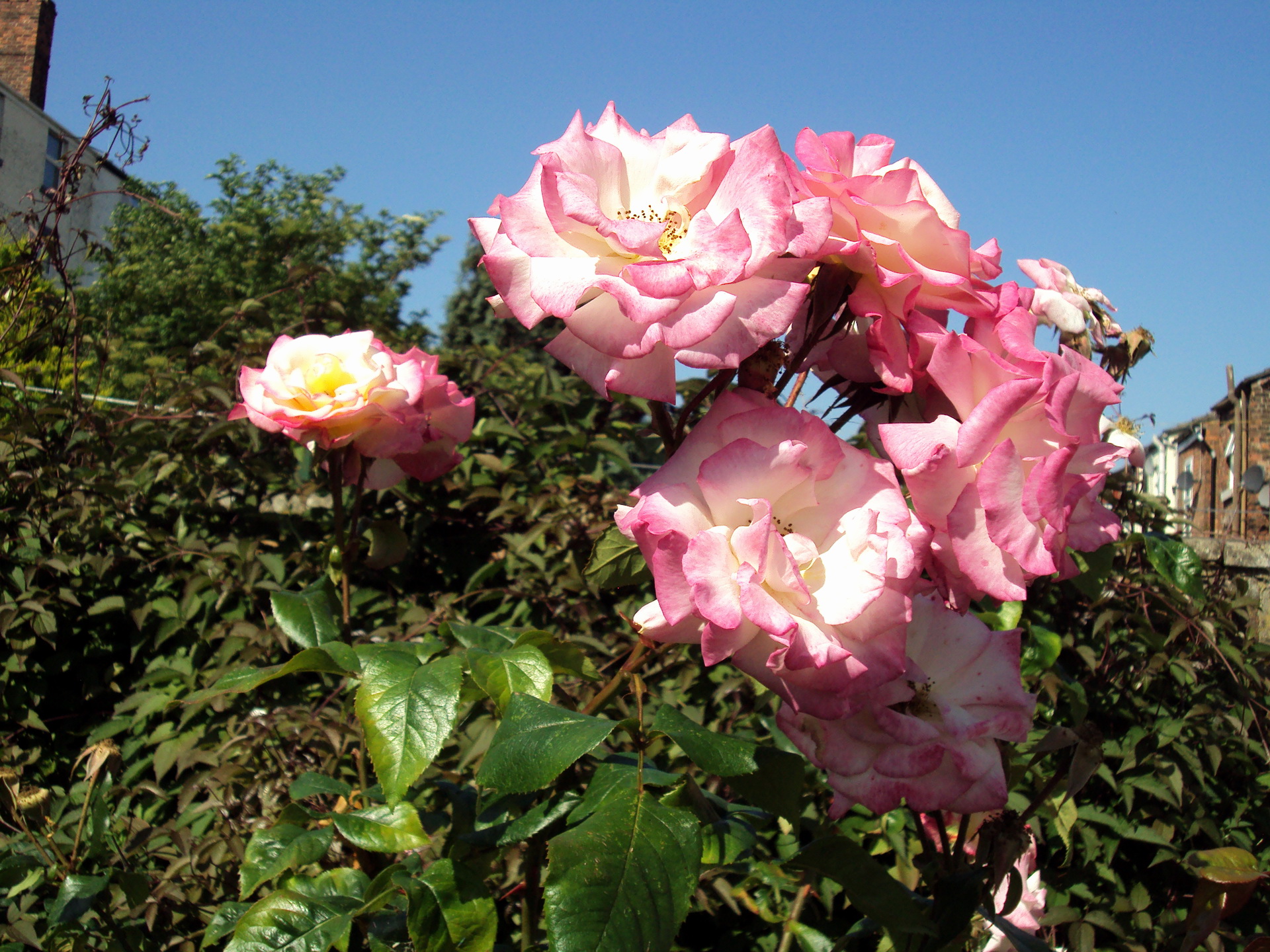 Flower Rose 1920x1440