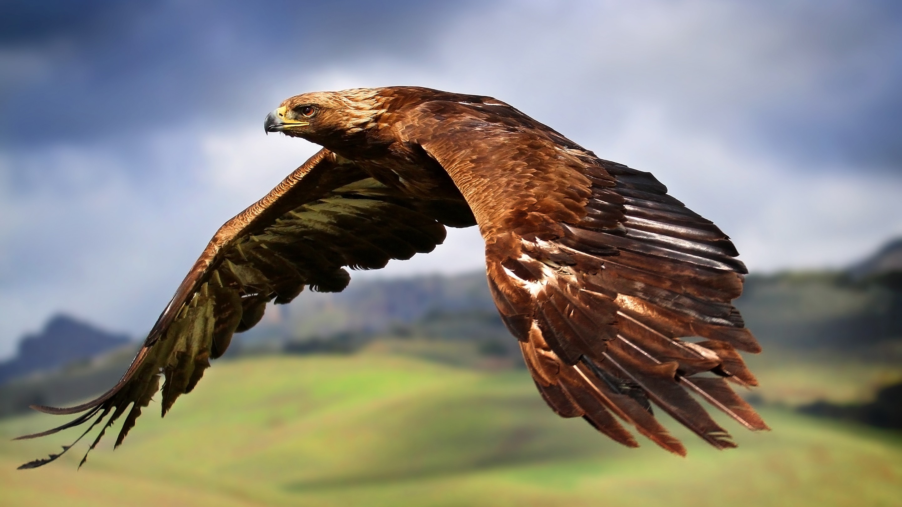 Animals Birds Flying Eagle Hawk Animal 2880x1620