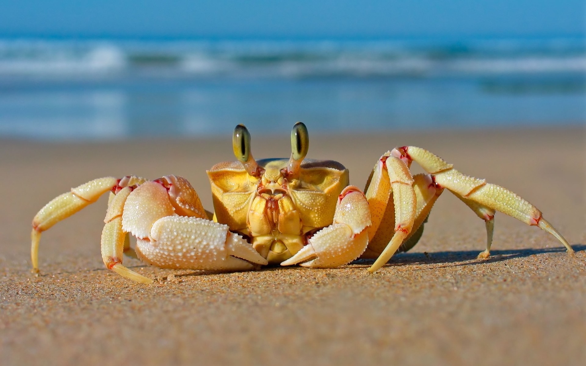 Crabs Sand Beach Animals Crustaceans 1920x1200