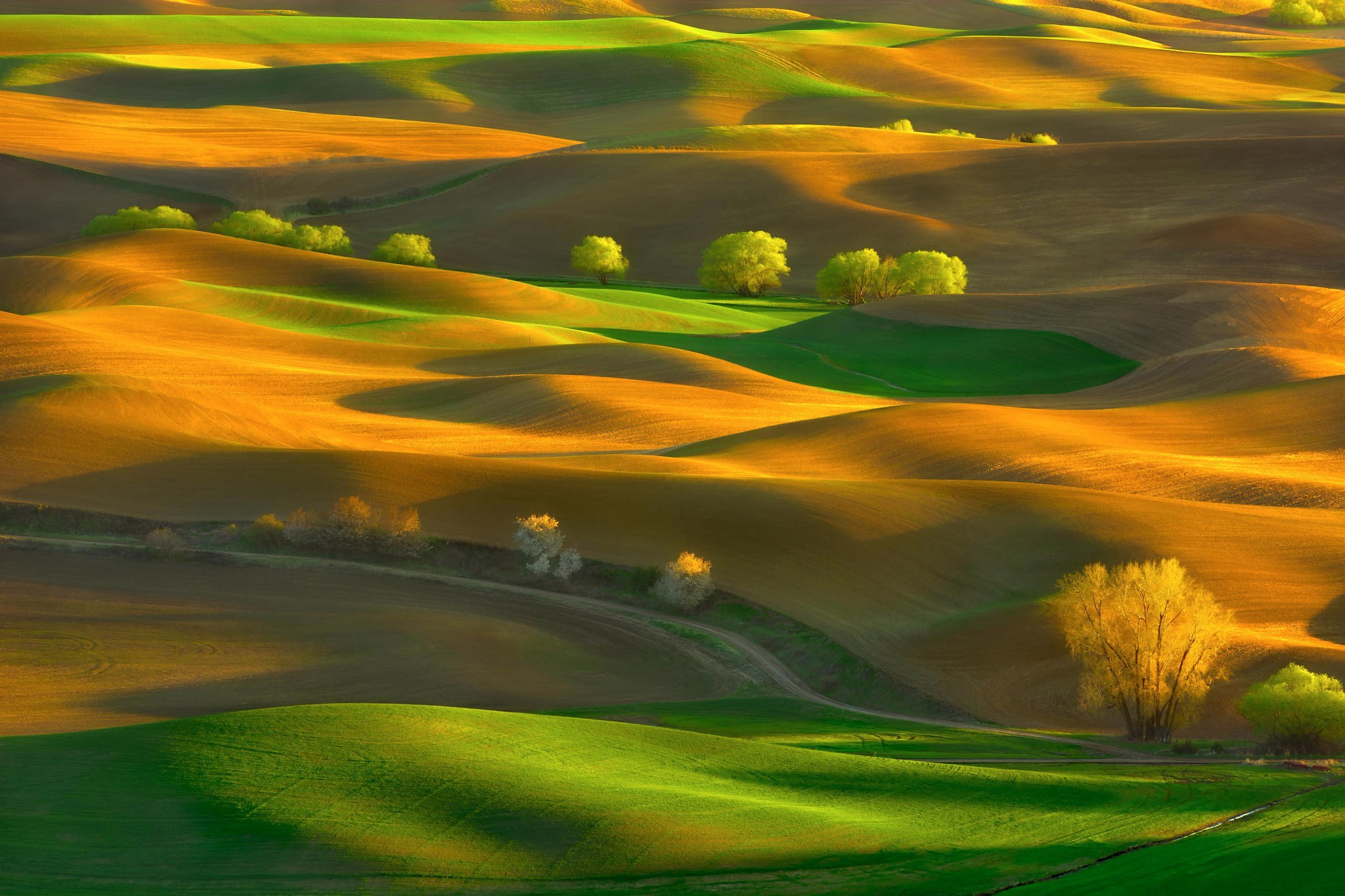 Landscape USA Nature Washington State Trees Field Palouse Hills Green 2048x1365